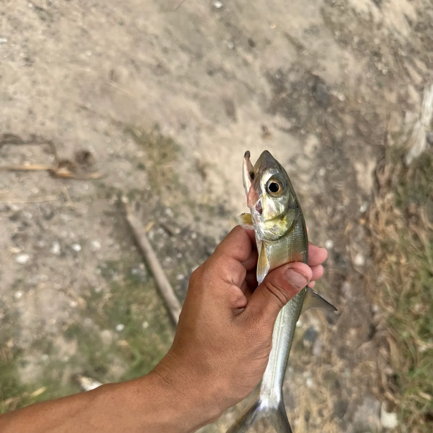 Ladyfish caught on Fishbrain