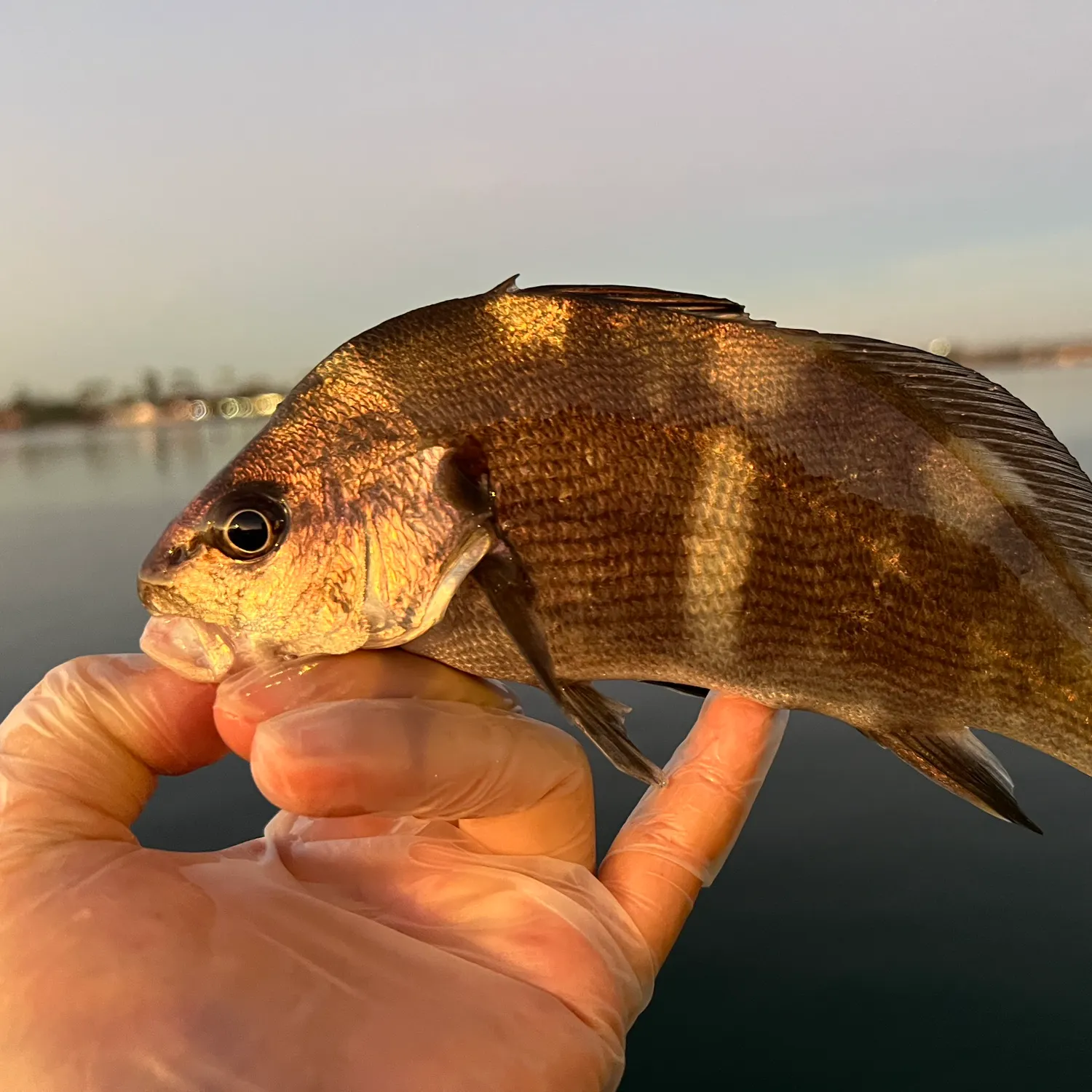The most recent Black croaker catches on Fishbrain