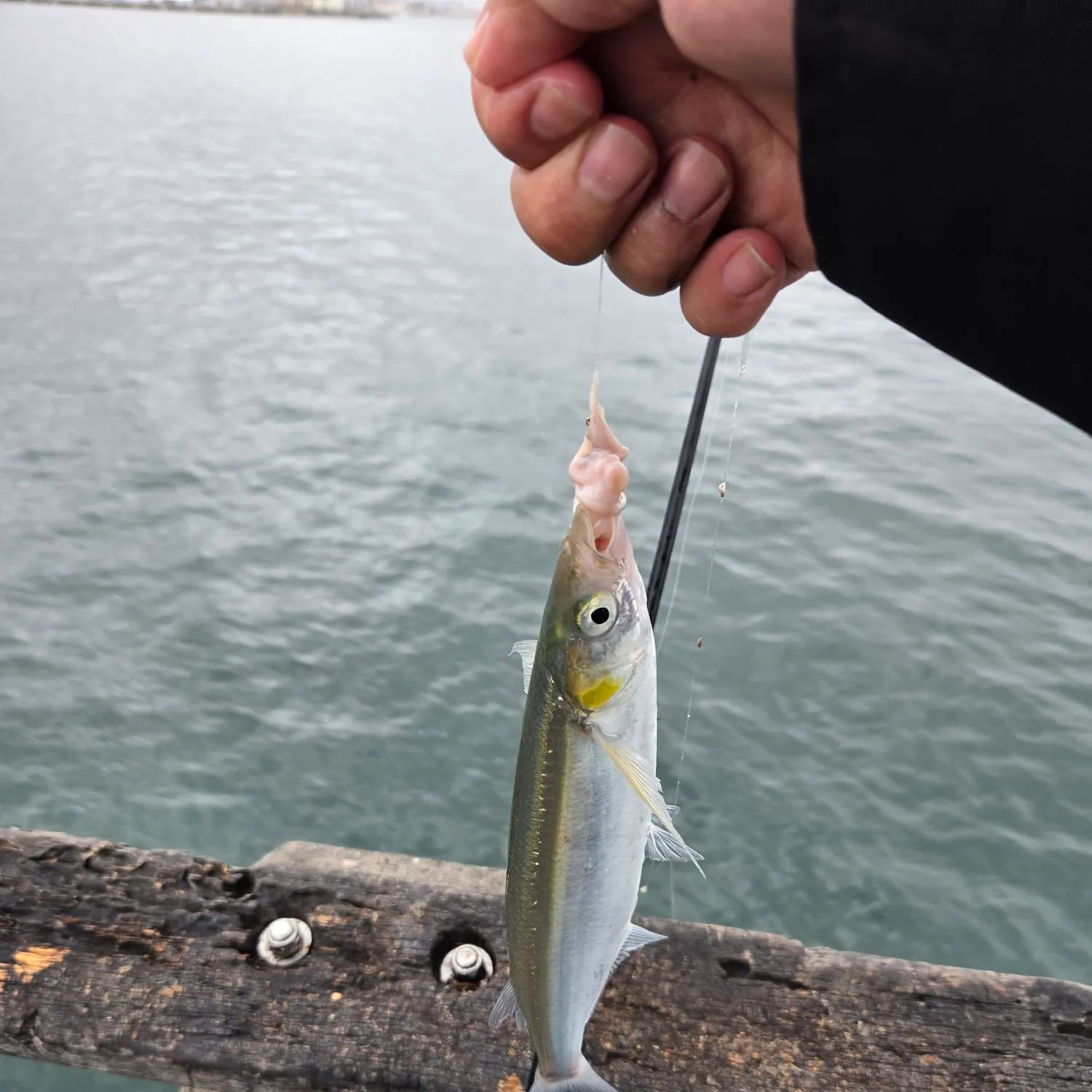 The most recent Jack smelt catches on Fishbrain