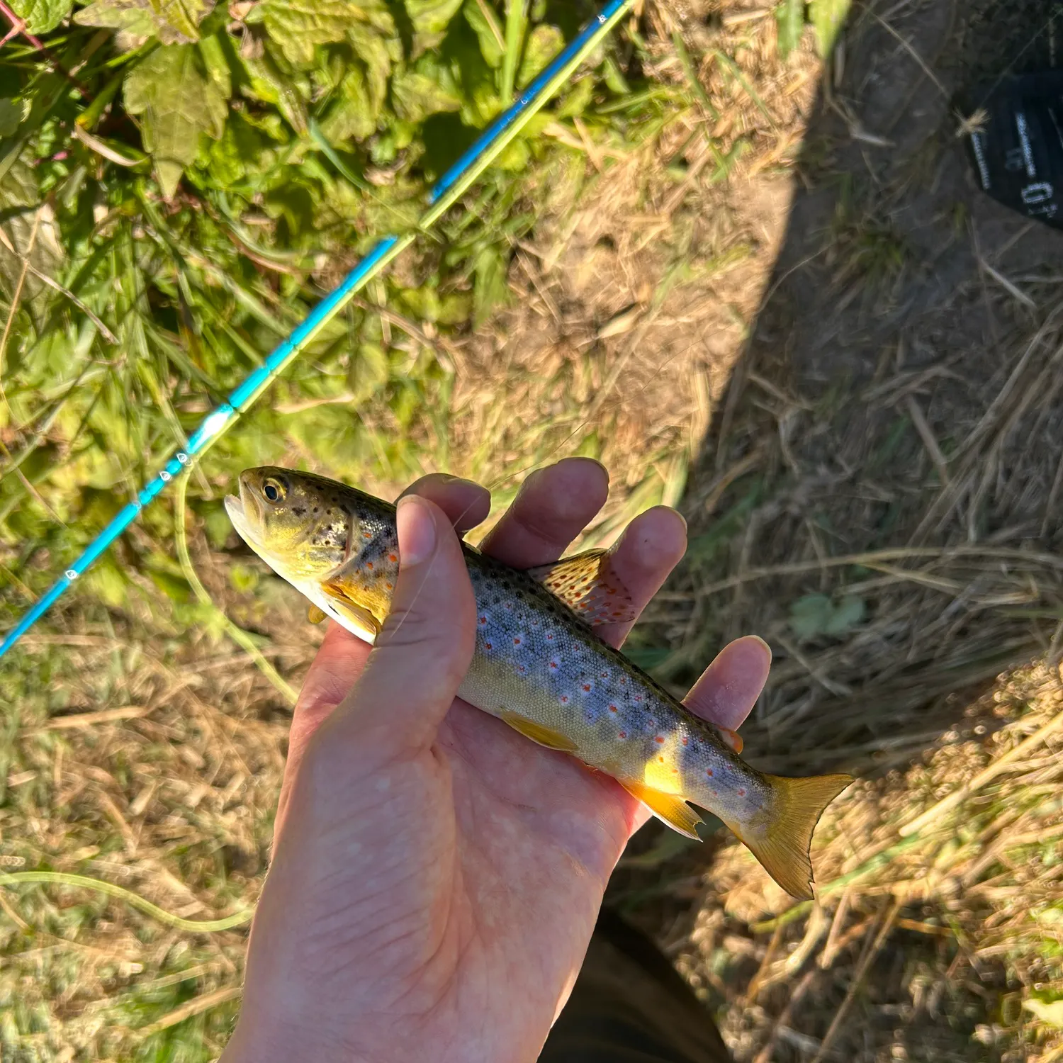 Brown trout caught on Fishbrain