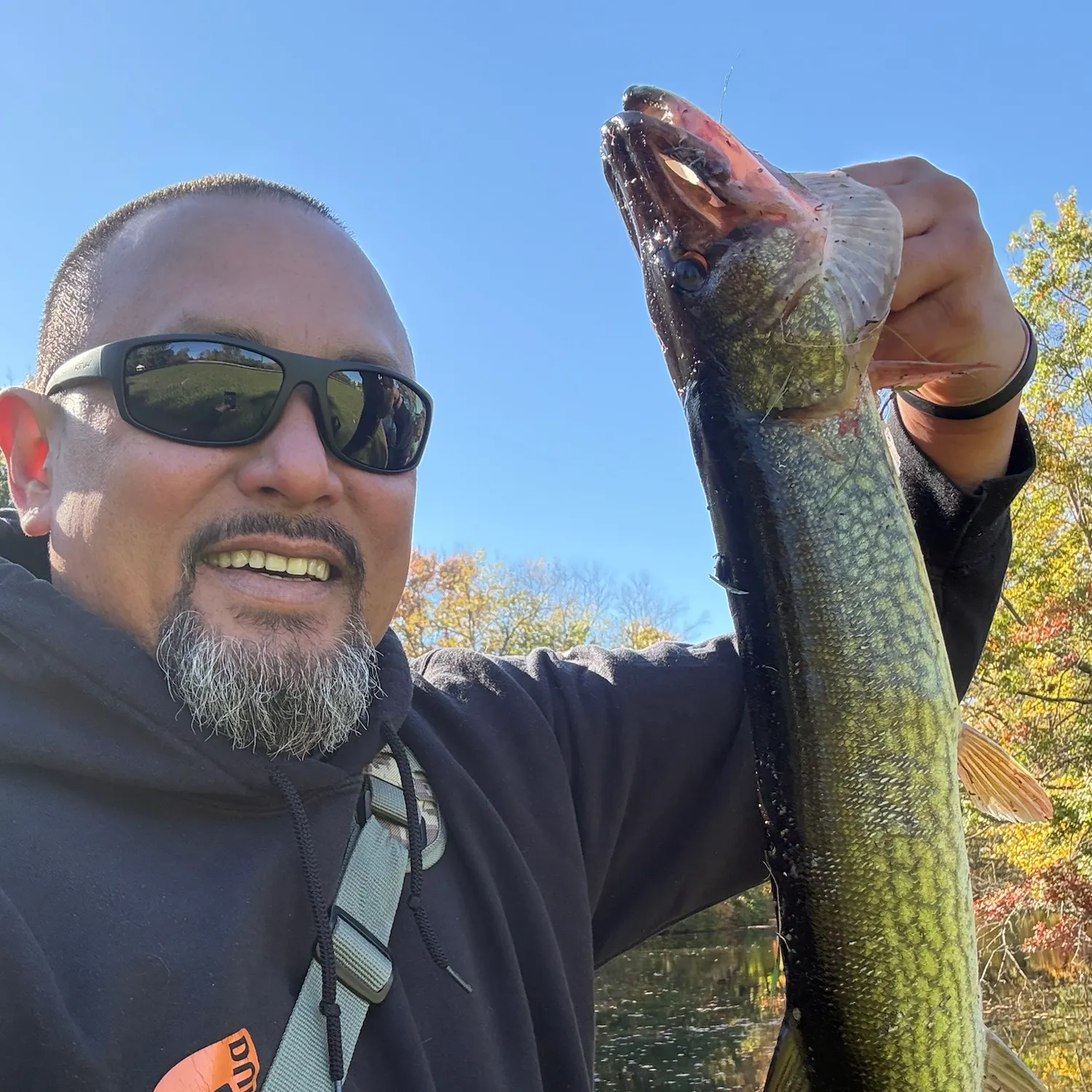 Chain pickerel caught on Fishbrain