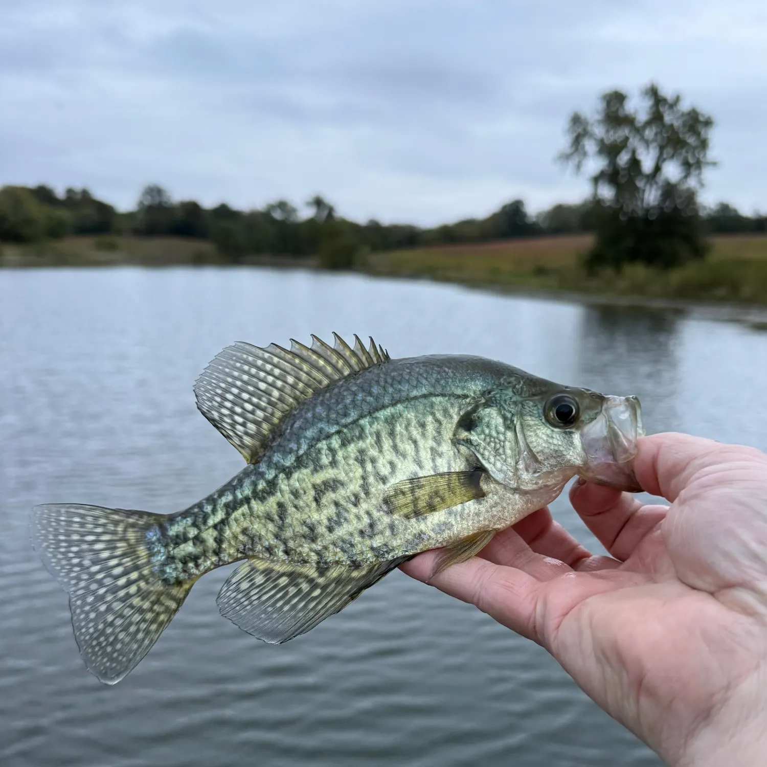 Black crappie caught on Fishbrain