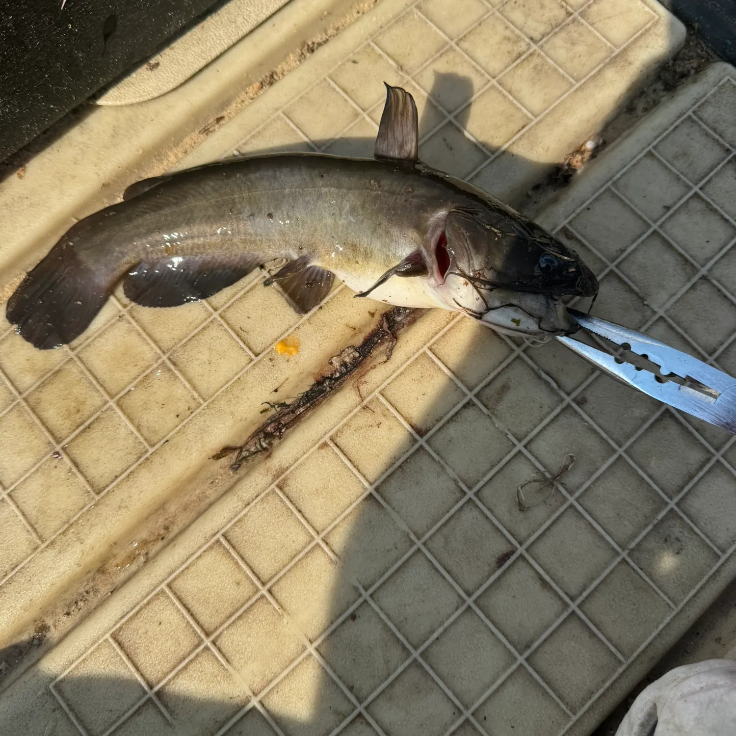 catch