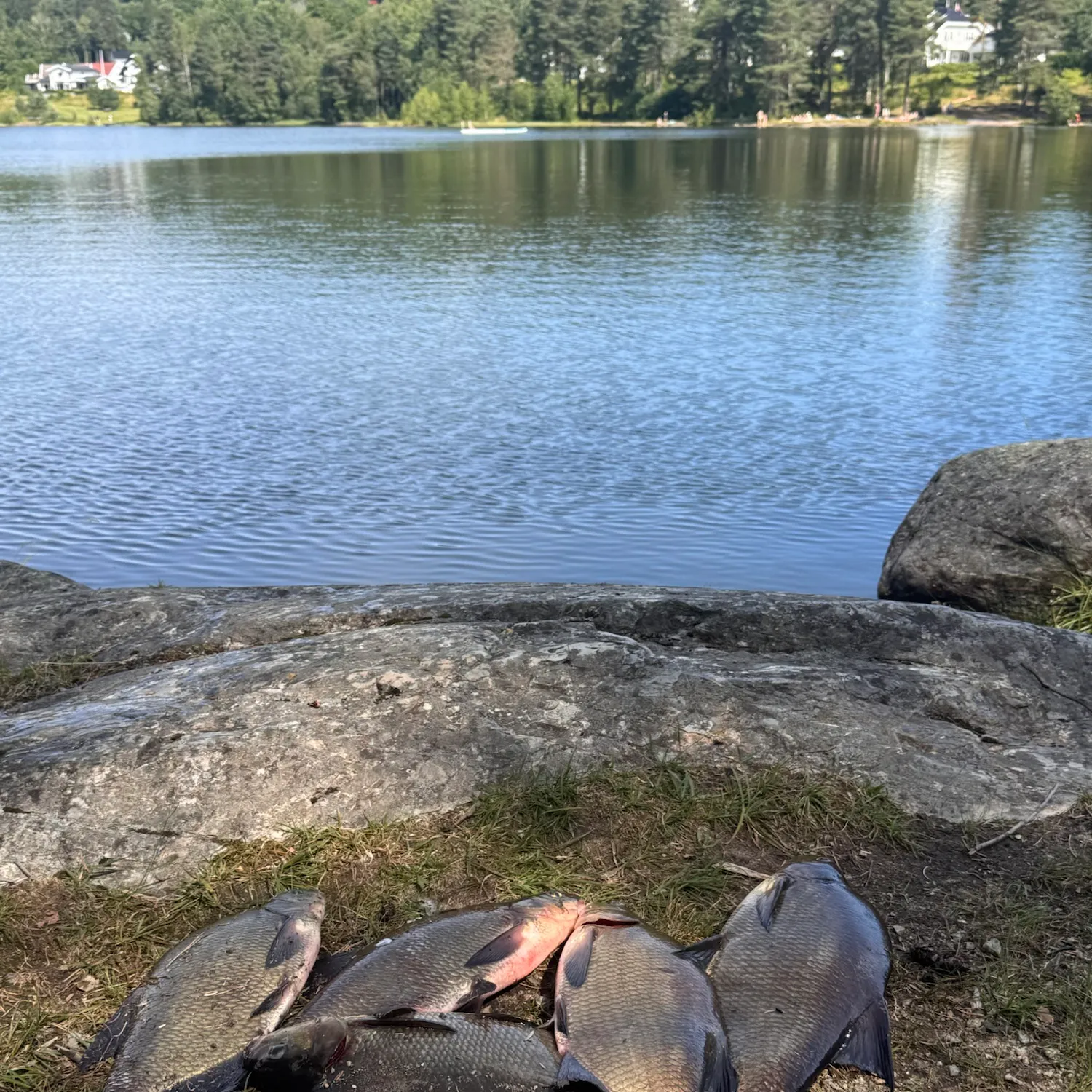 Common bream caught on Fishbrain