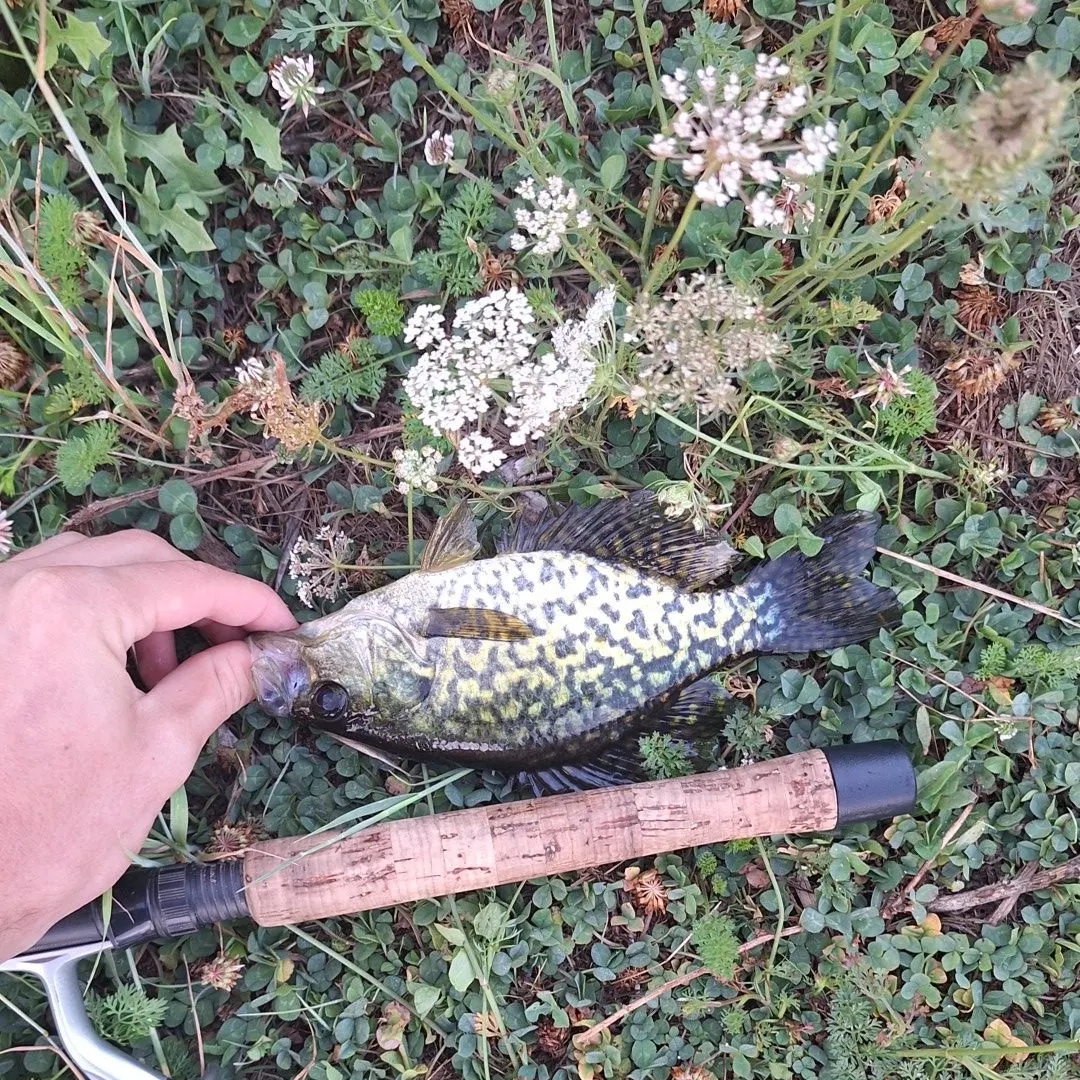 Black crappie caught on Fishbrain