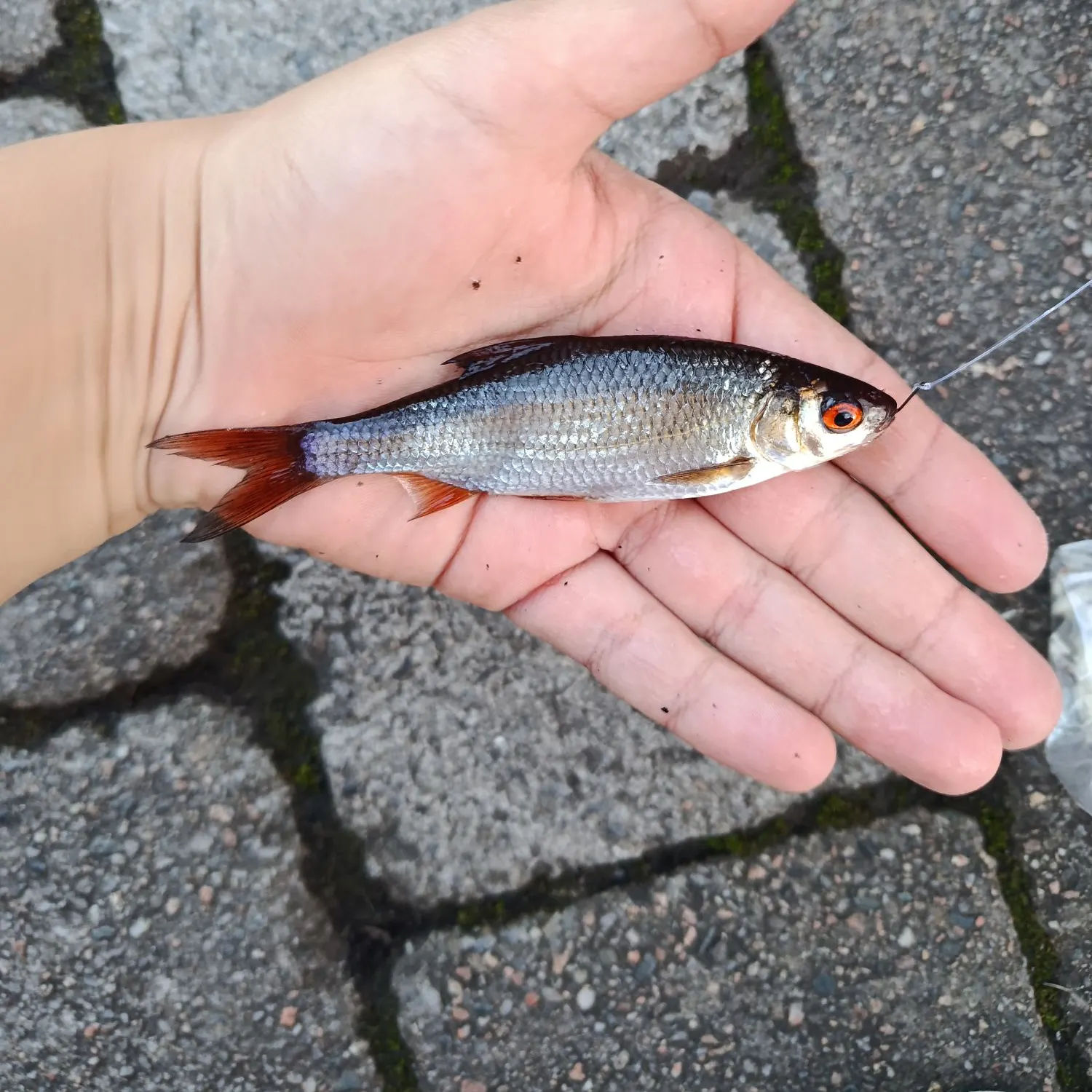 Common roach caught on Fishbrain