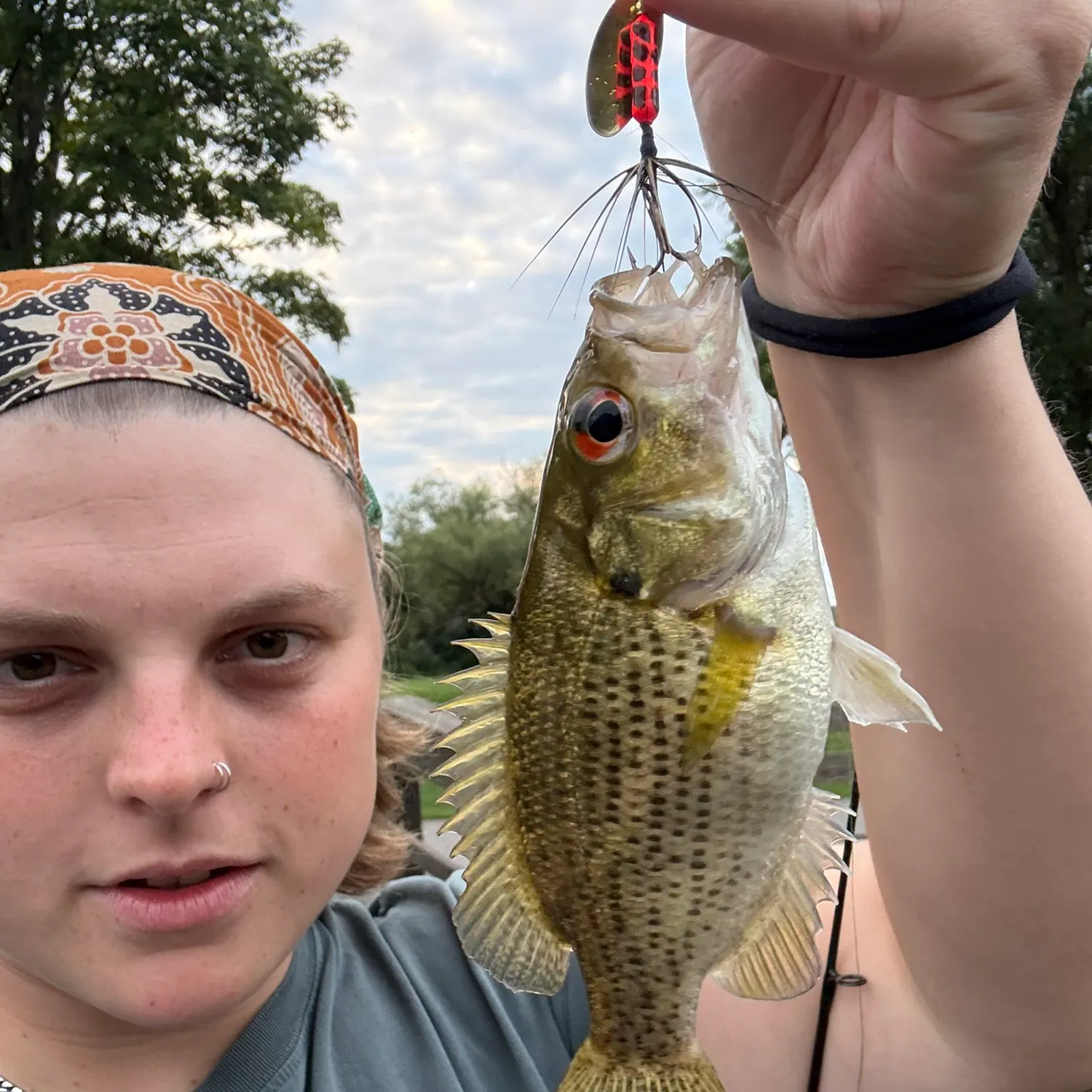 Rock bass caught on Fishbrain