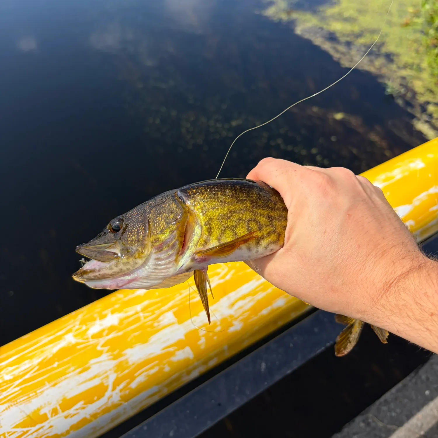 Chain pickerel caught on Fishbrain