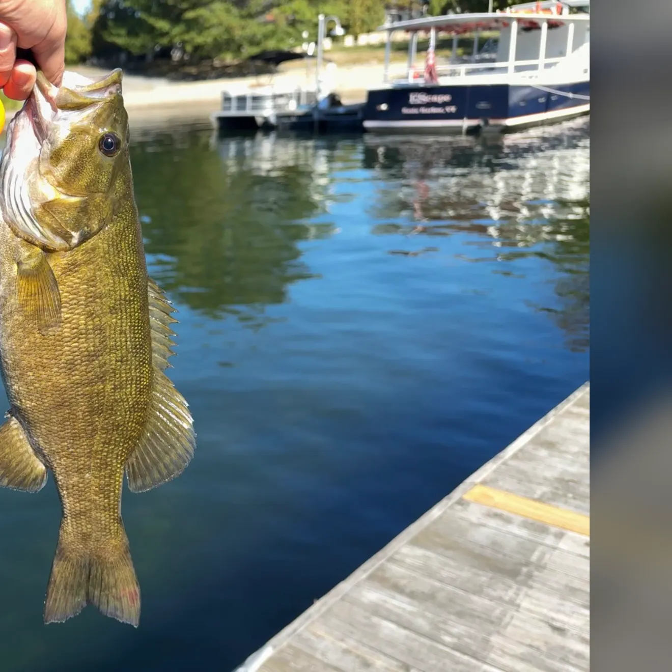 Smallmouth bass caught on Fishbrain