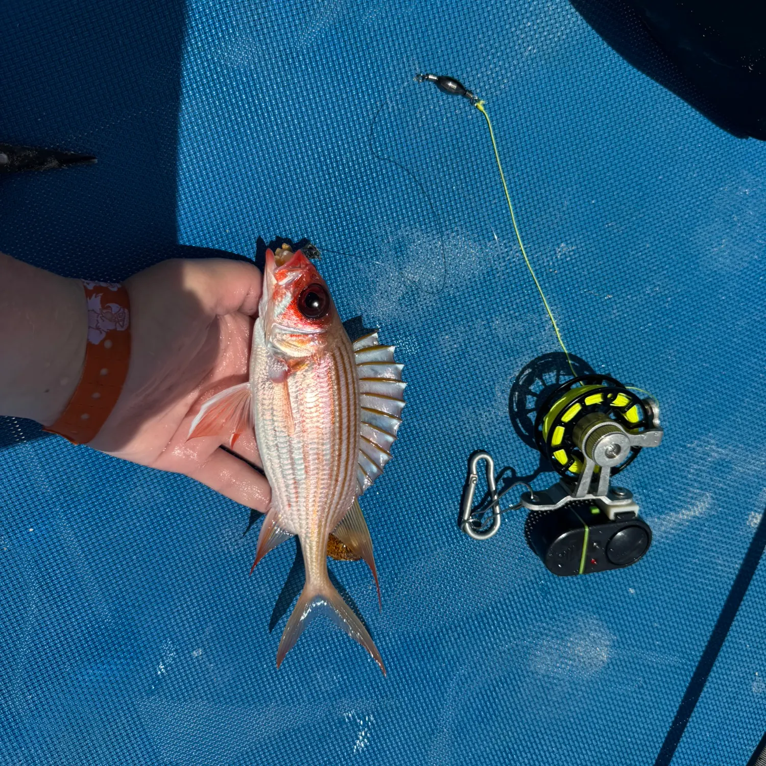 recently logged catches
