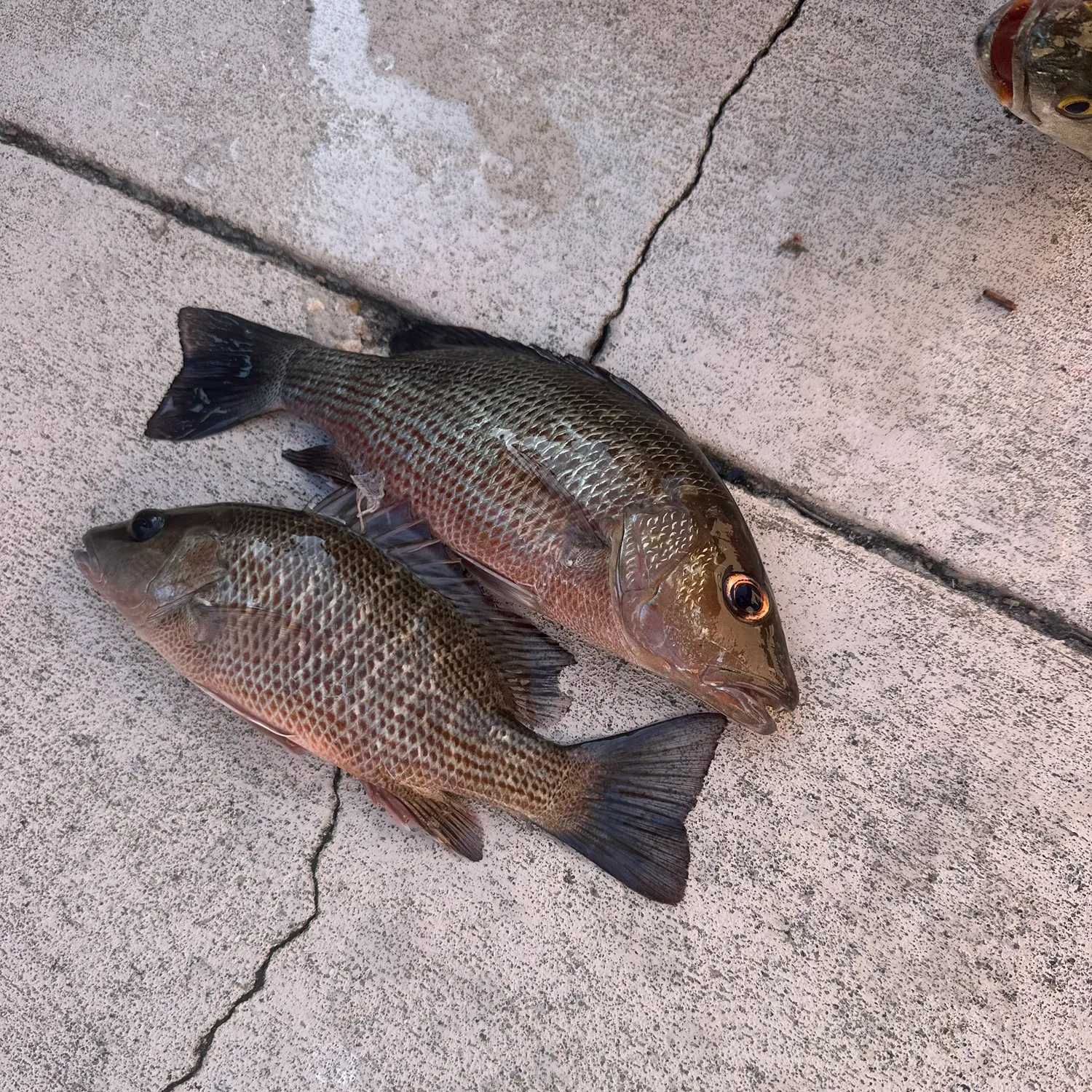 recently logged catches