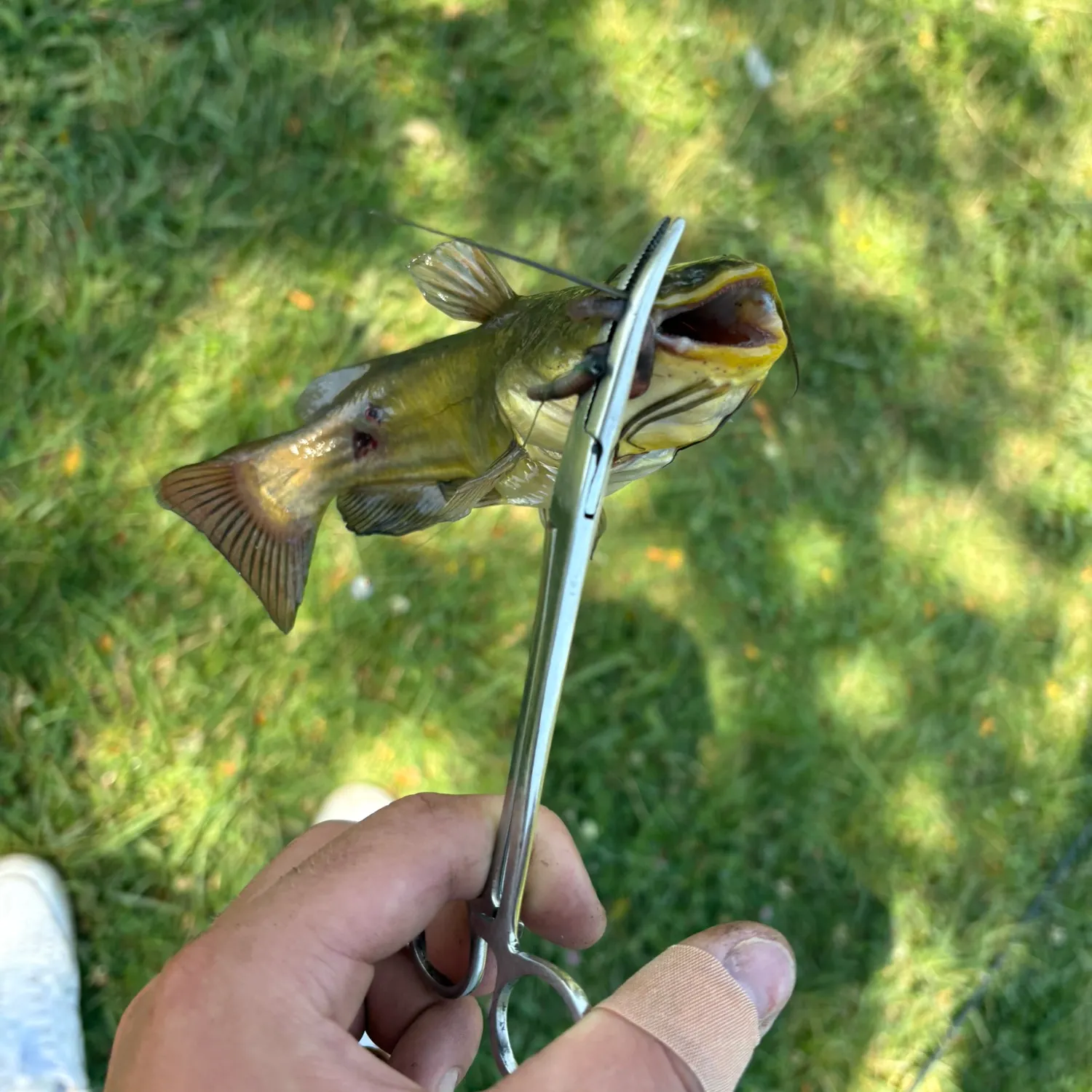 catch