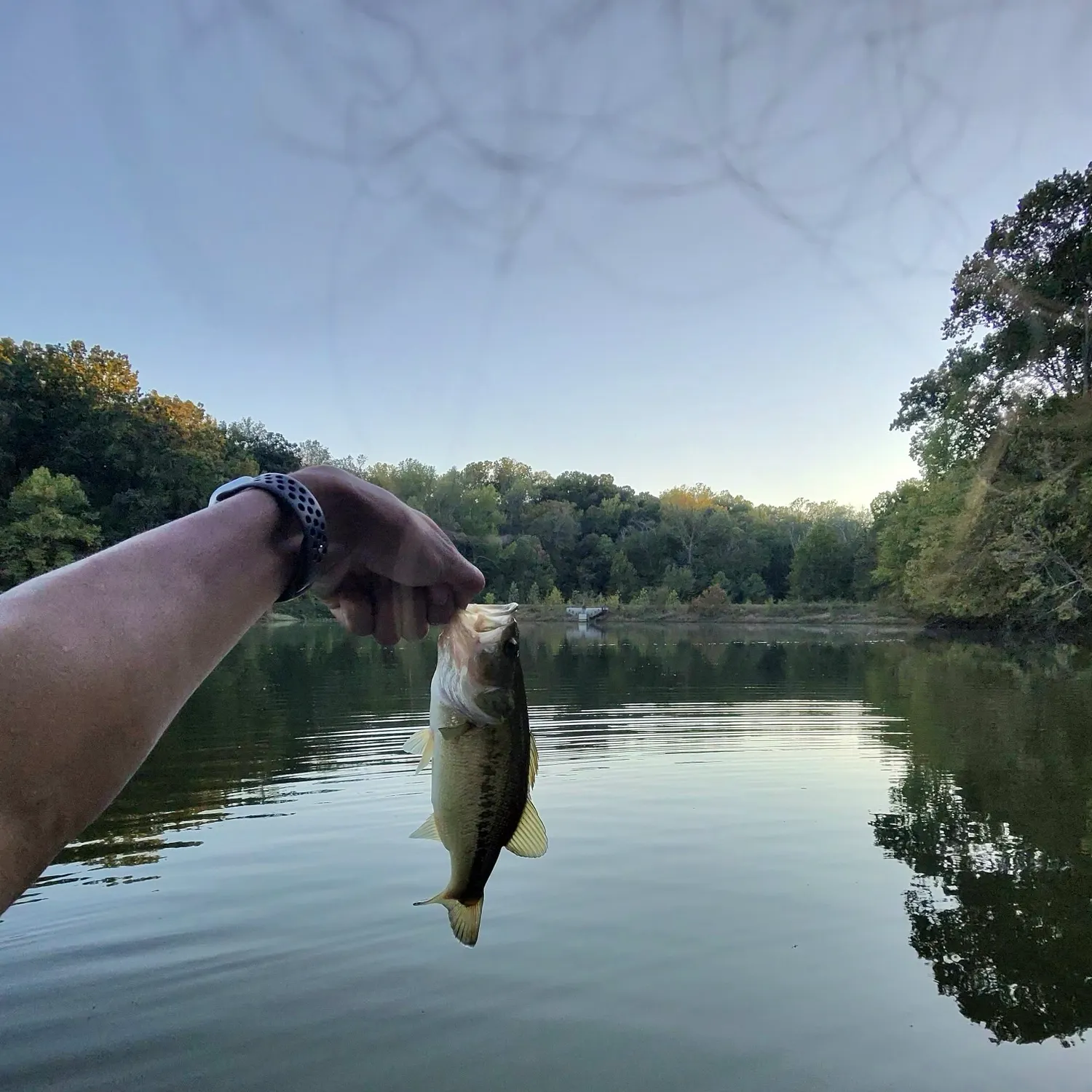 Largemouth bass caught on Fishbrain