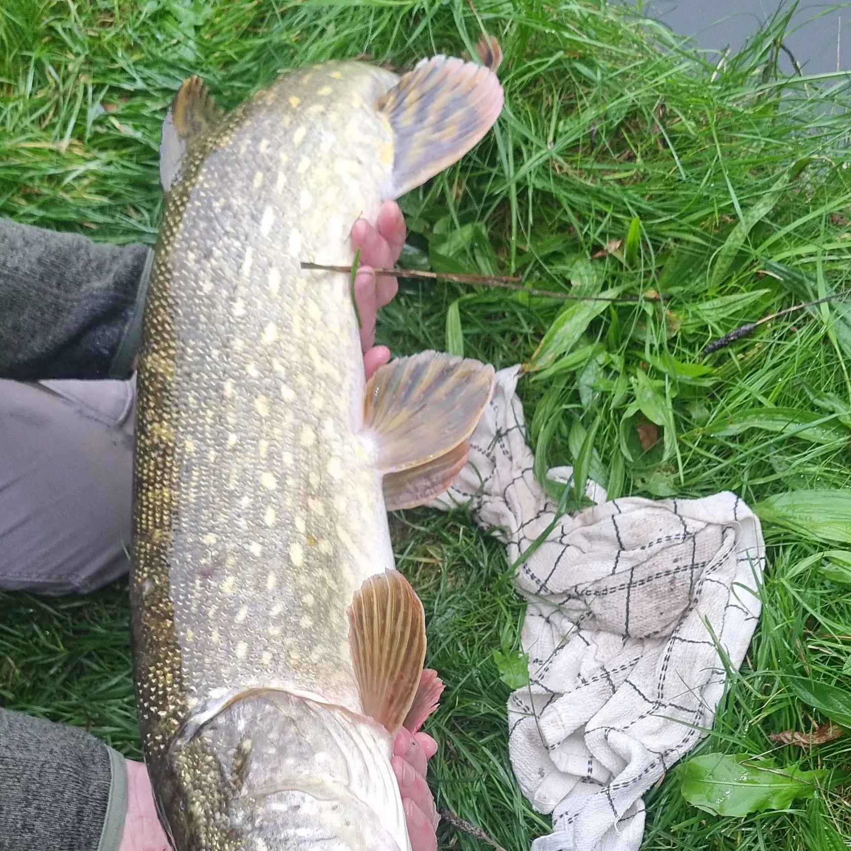 Northern pike caught on Fishbrain