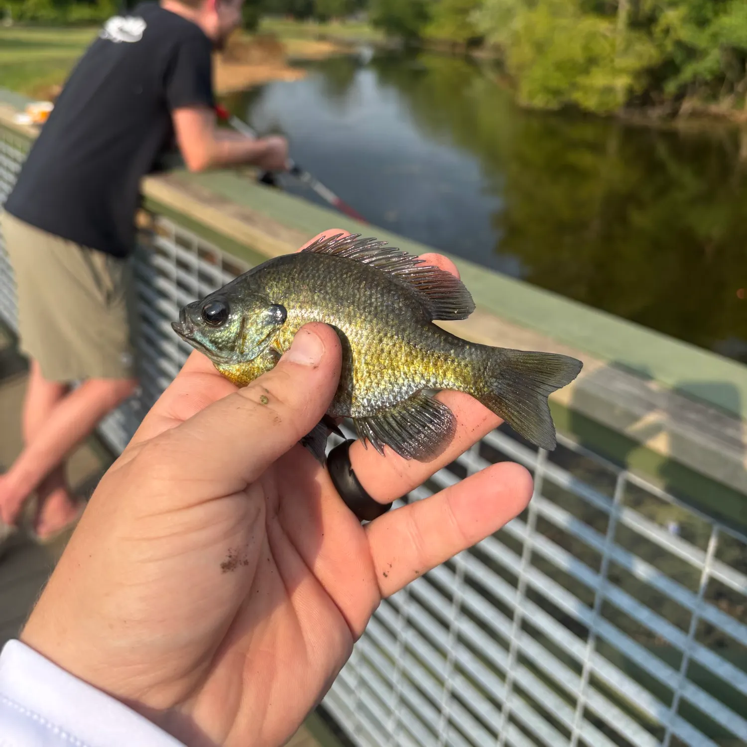 Bluegill caught on Fishbrain