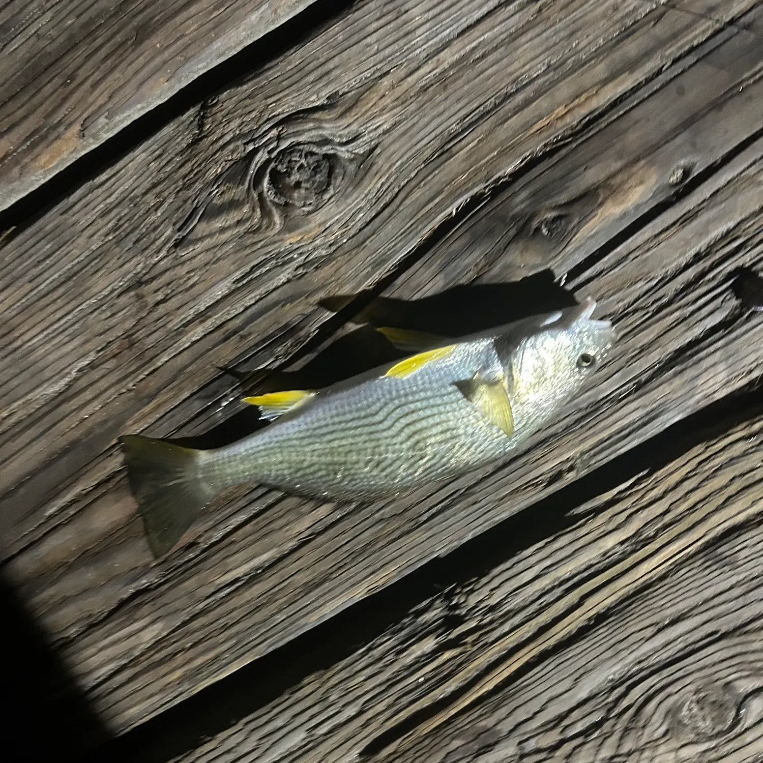 Yellowfin croaker caught on Fishbrain
