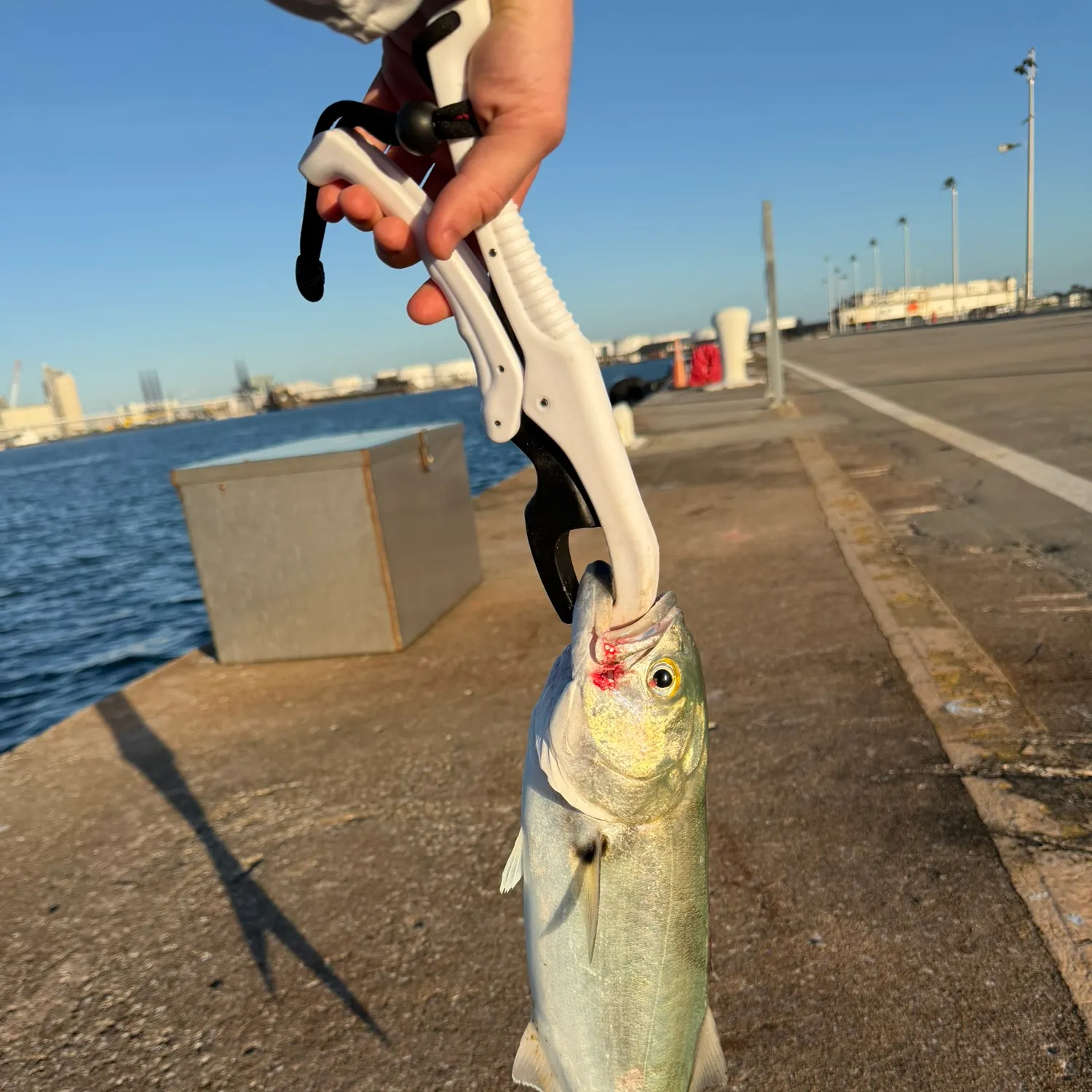 Bluefish caught on Fishbrain