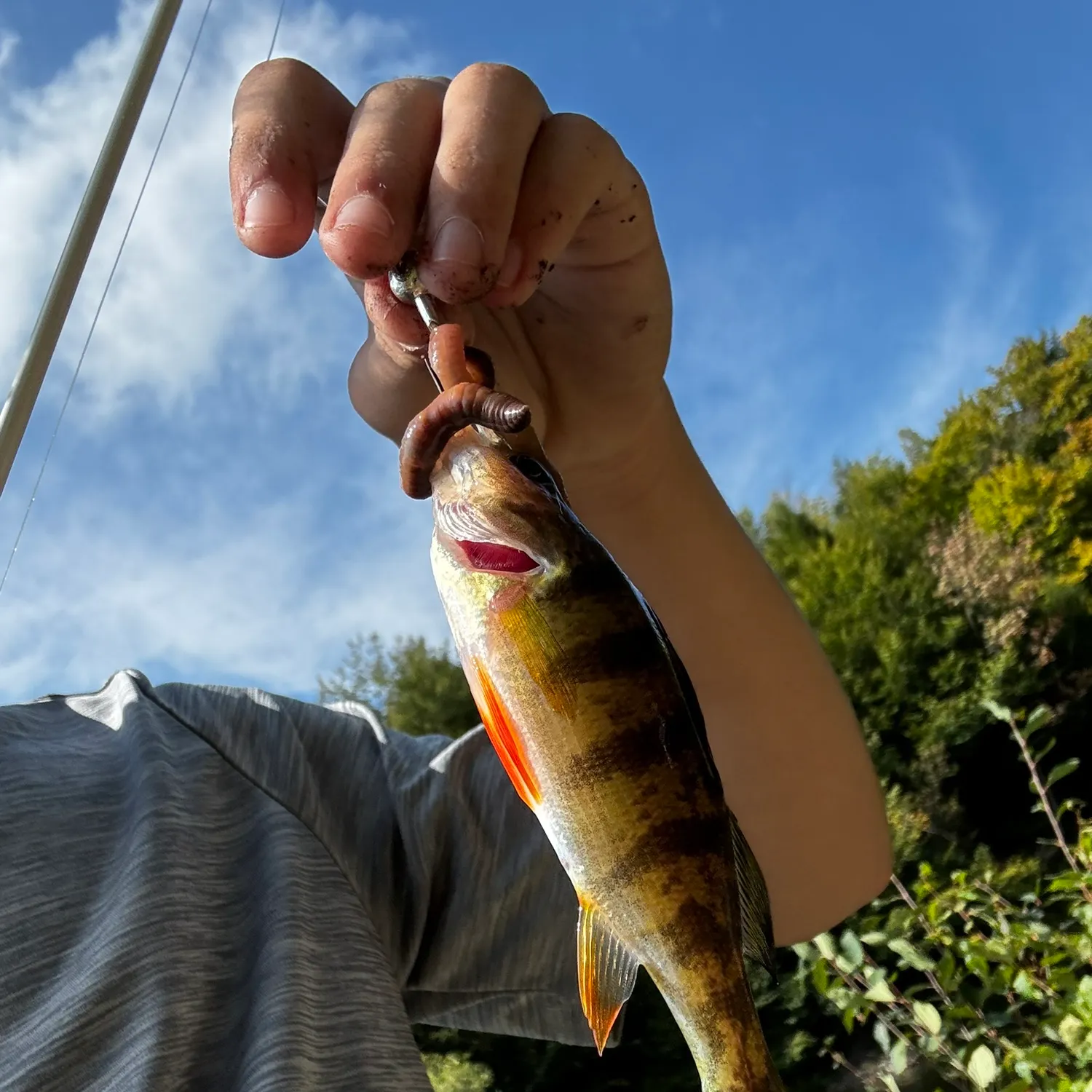 Yellow perch caught on Fishbrain