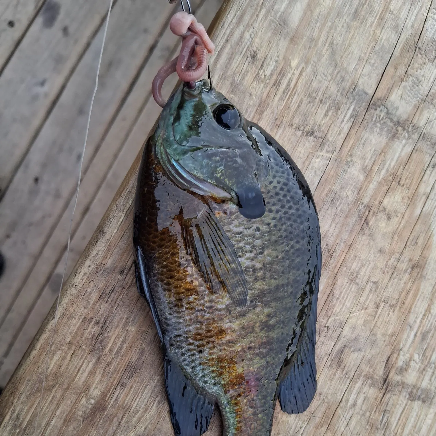 recently logged catches