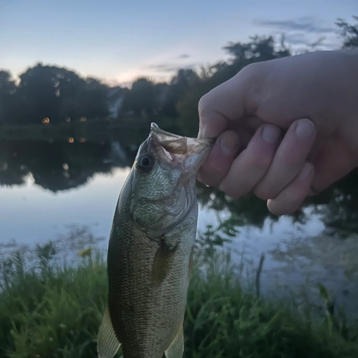 Fish caught on Fishbrain