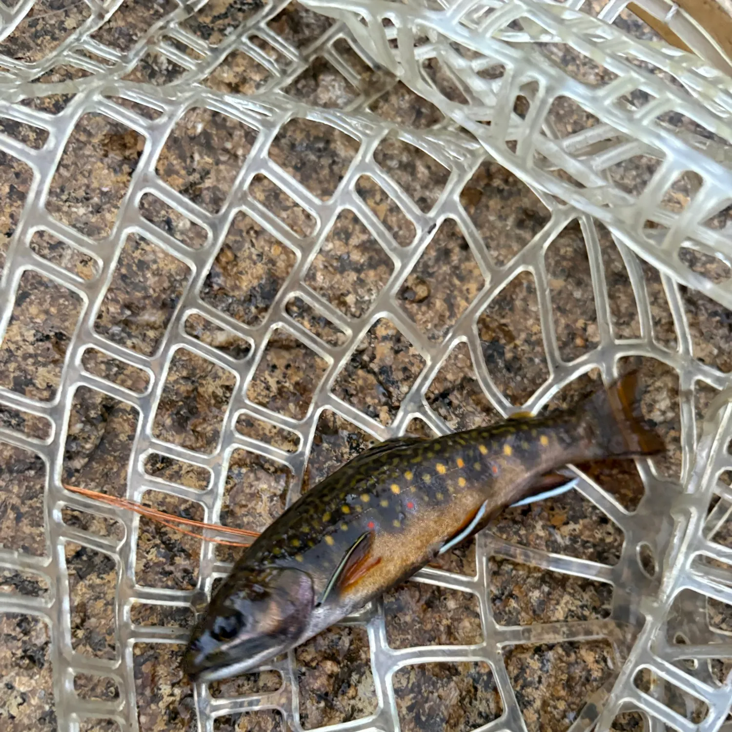 Brook trout caught on Fishbrain