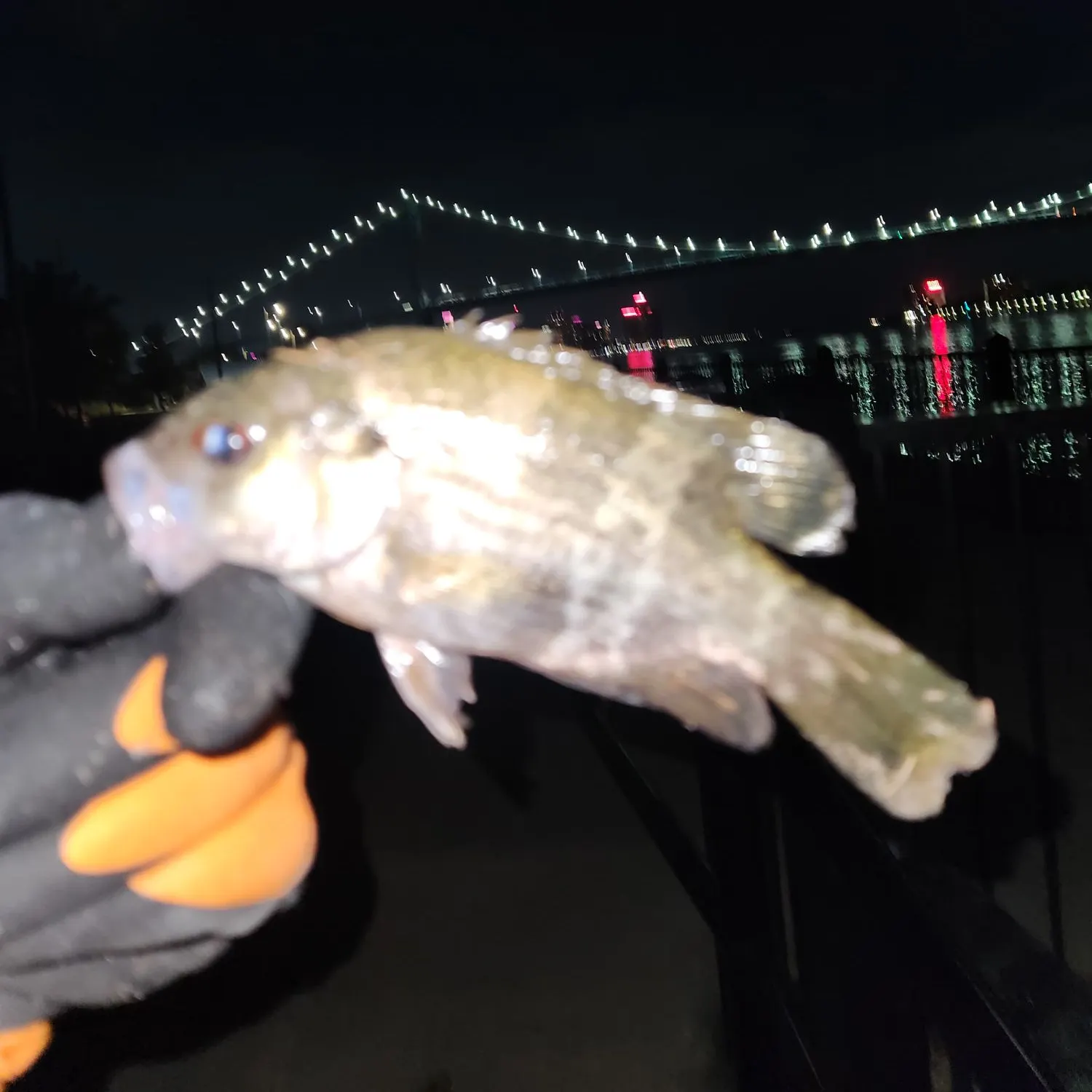 The most recent Rock bass catches on Fishbrain