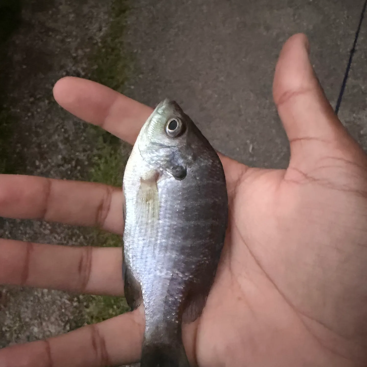 Bluegill caught on Fishbrain