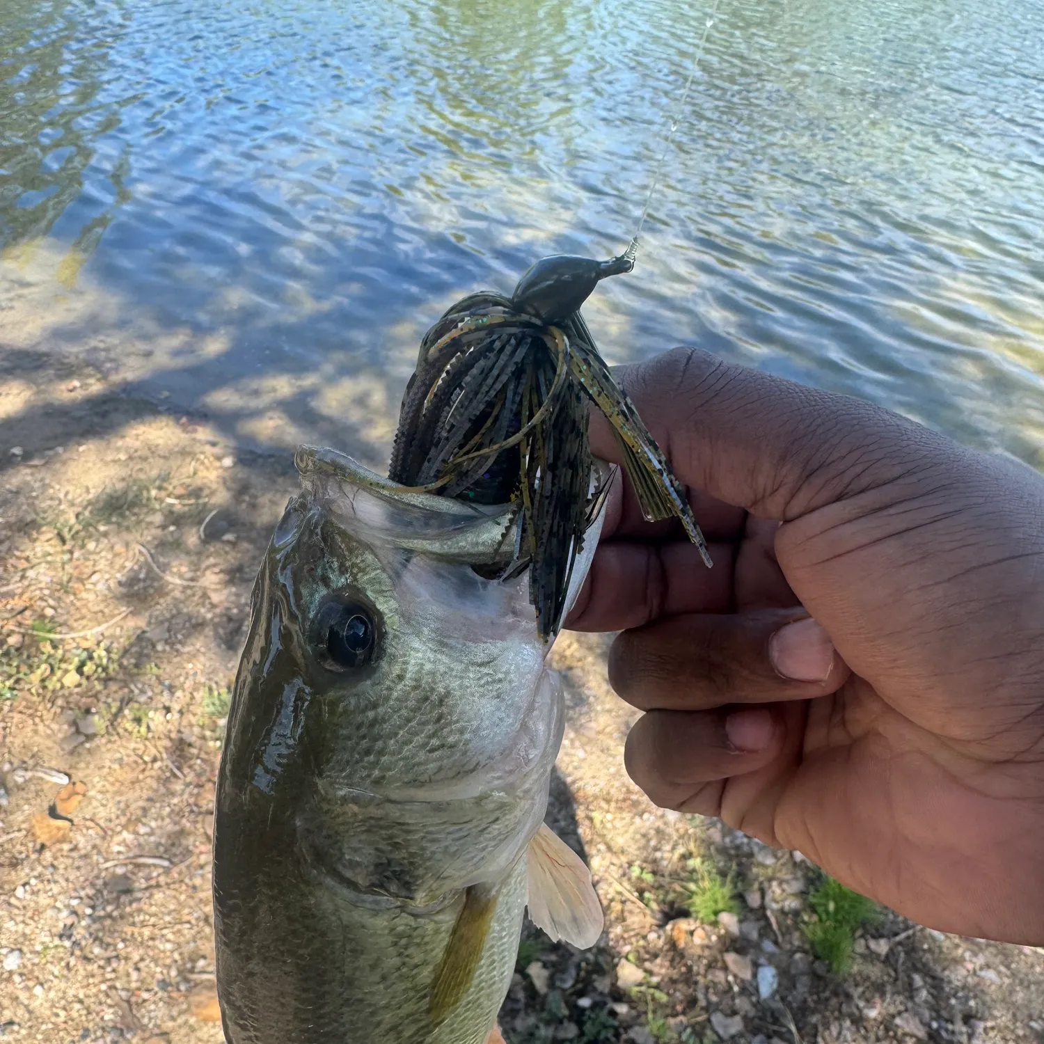 Largemouth bass caught on Fishbrain