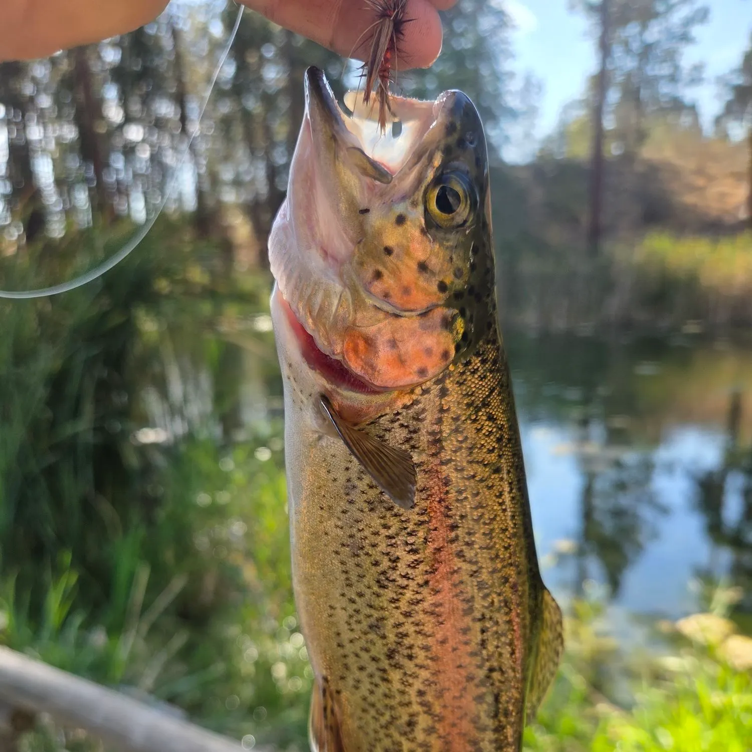Rainbow trout caught on Fishbrain