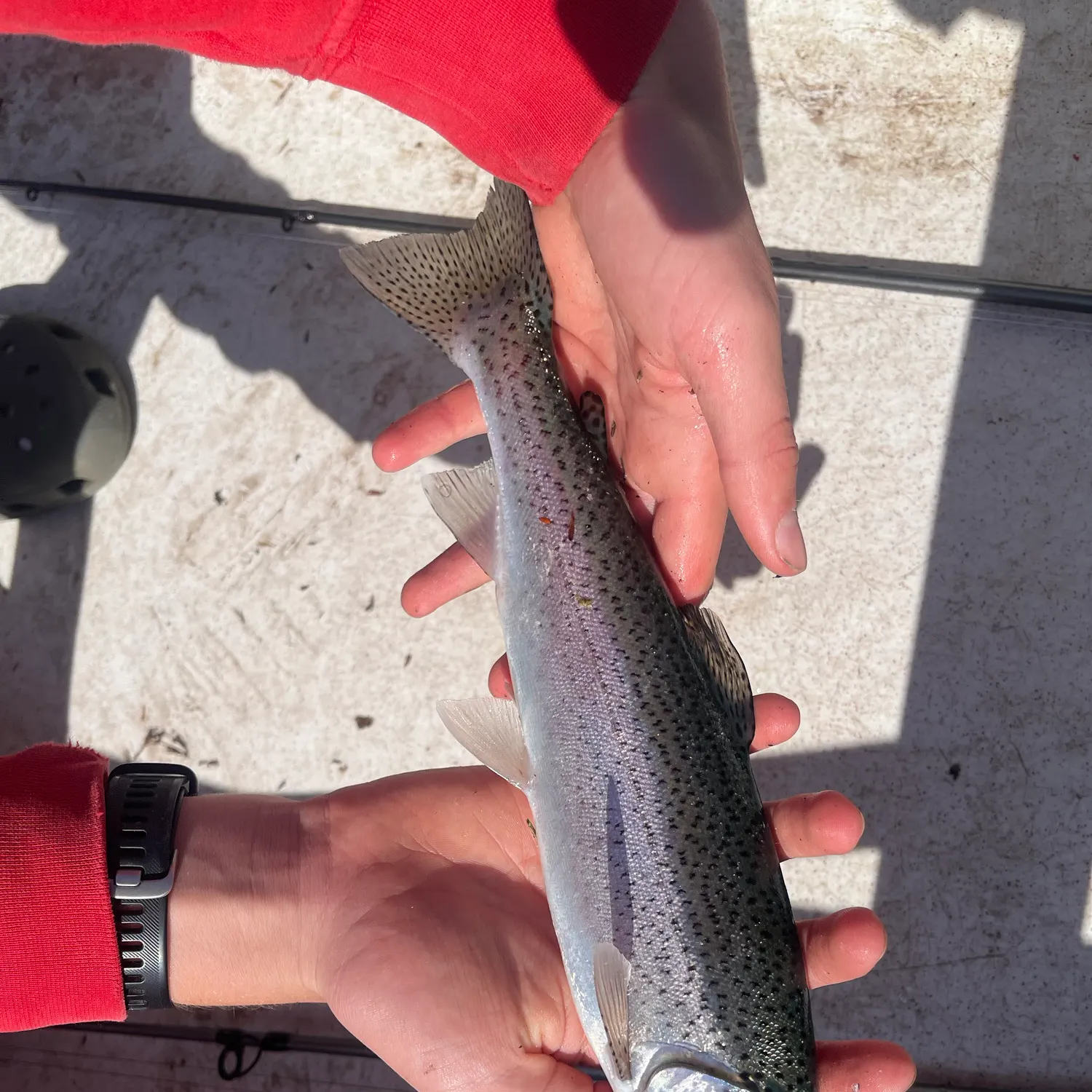 Rainbow trout caught on Fishbrain