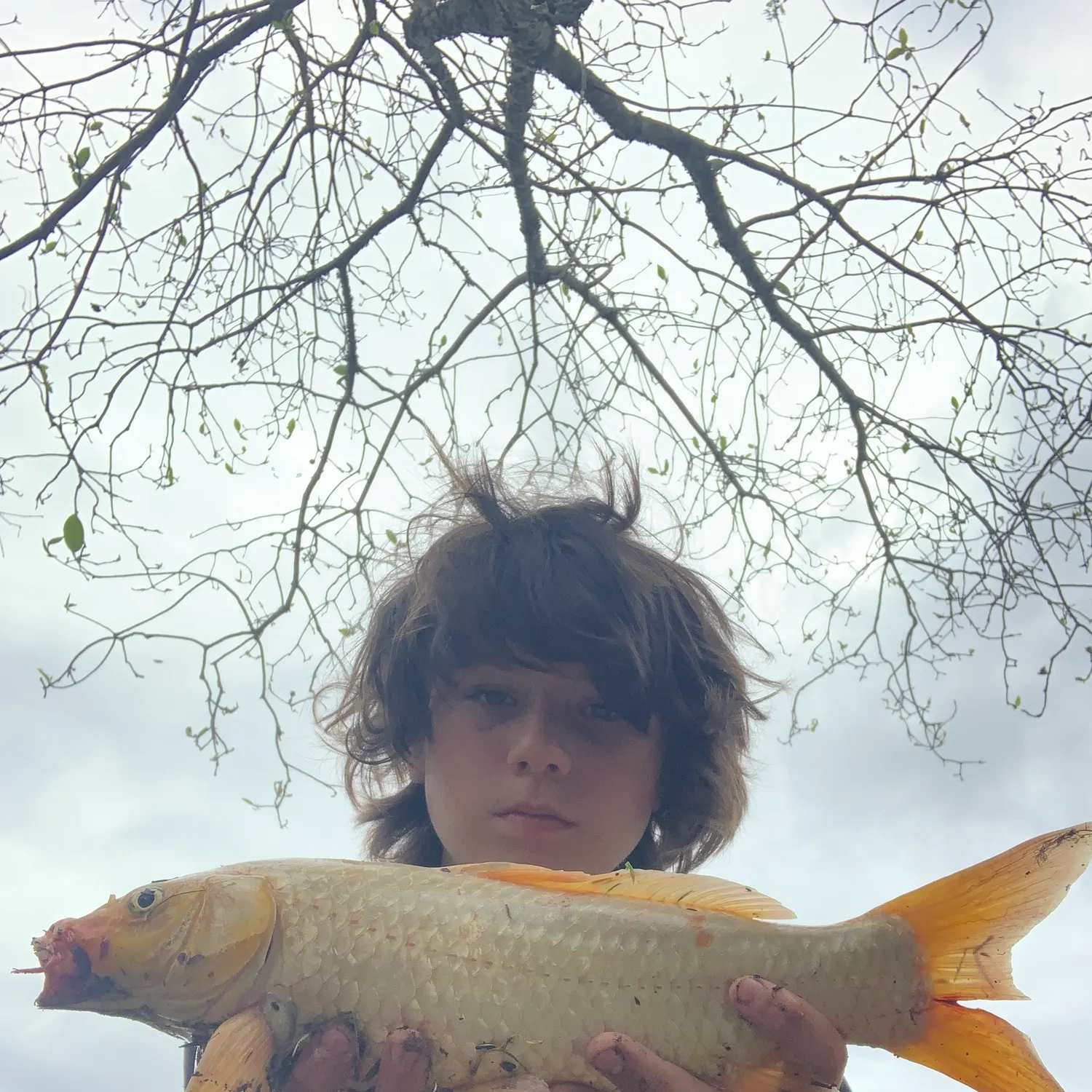 The most recent Koi carp catches on Fishbrain