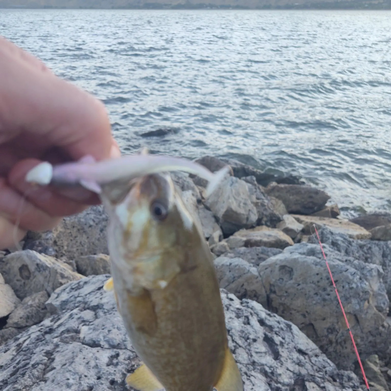 Smallmouth bass caught on Fishbrain