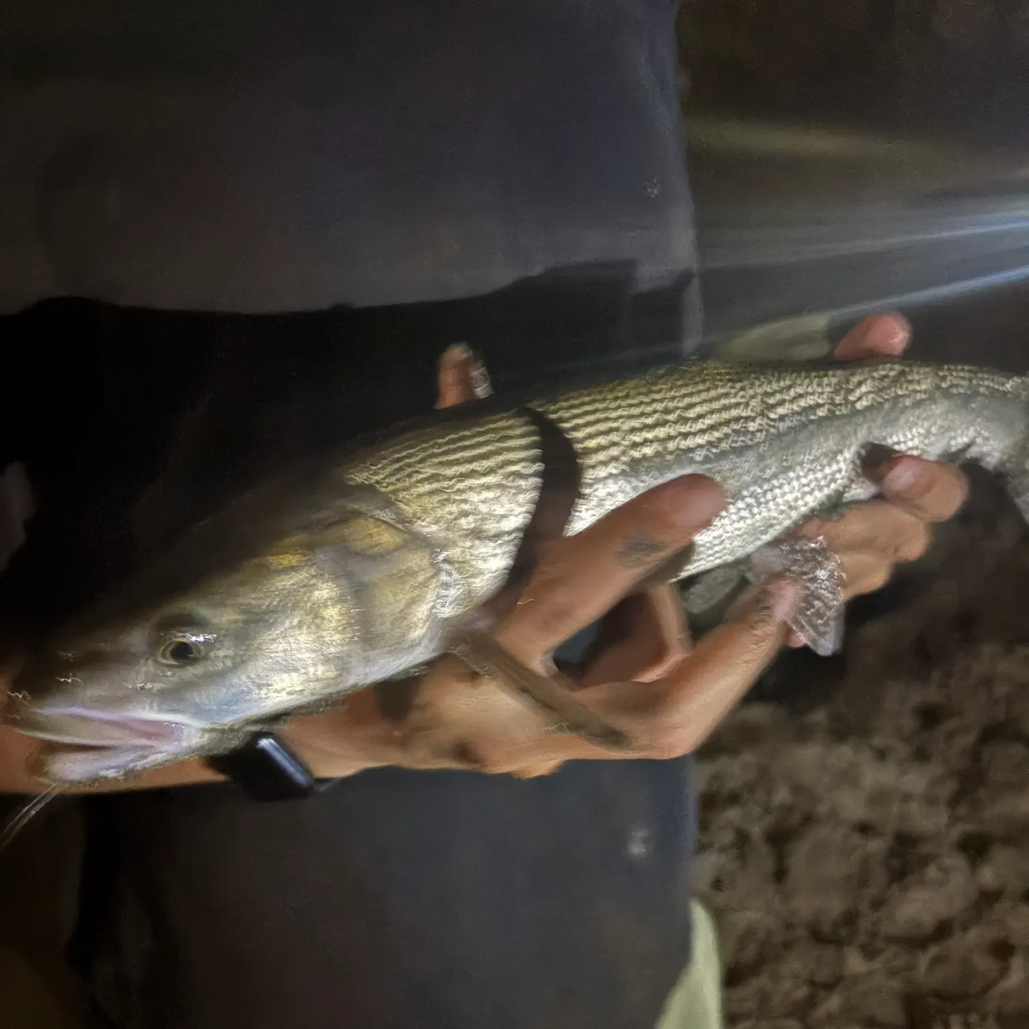 Common carp caught on Fishbrain