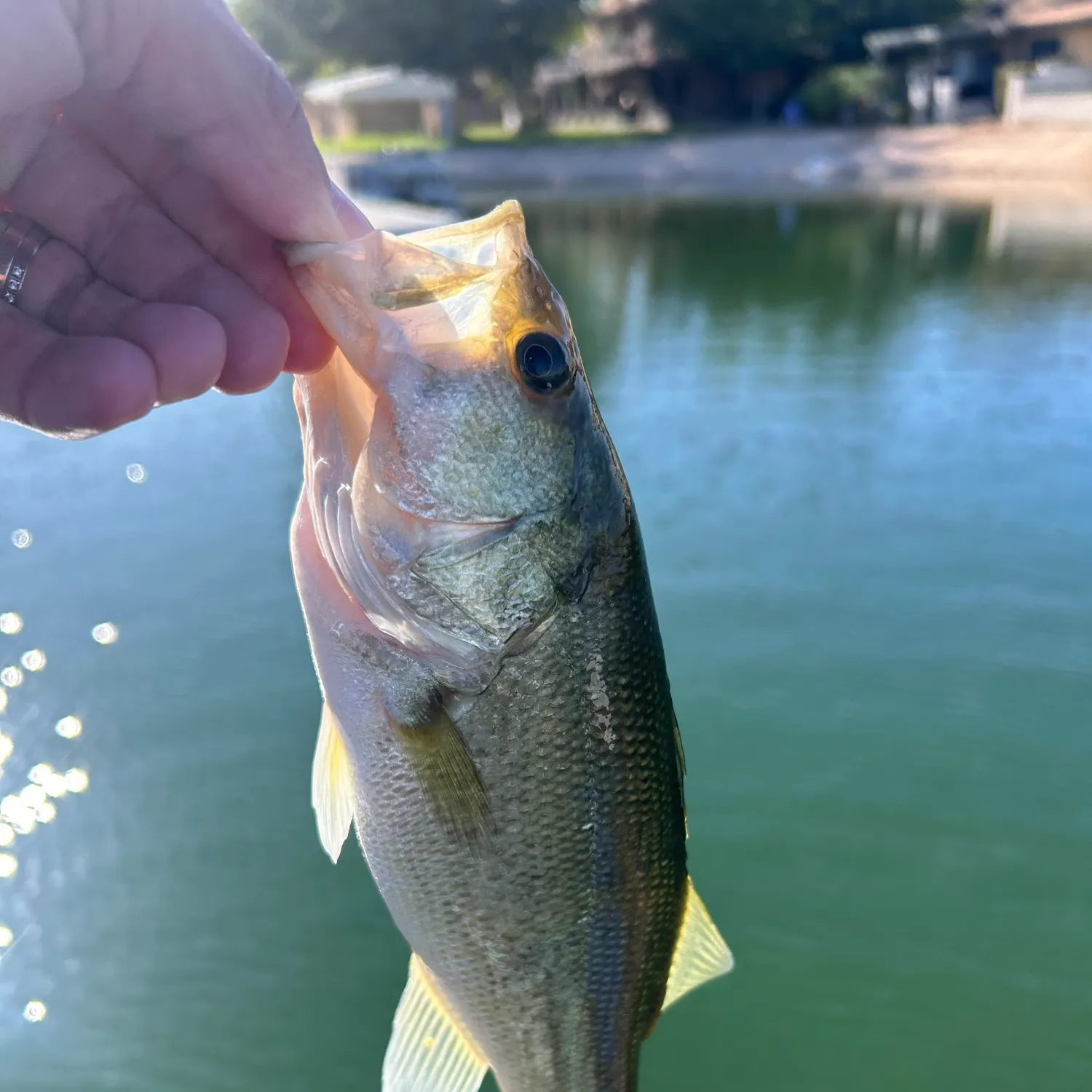 Largemouth bass caught on Fishbrain
