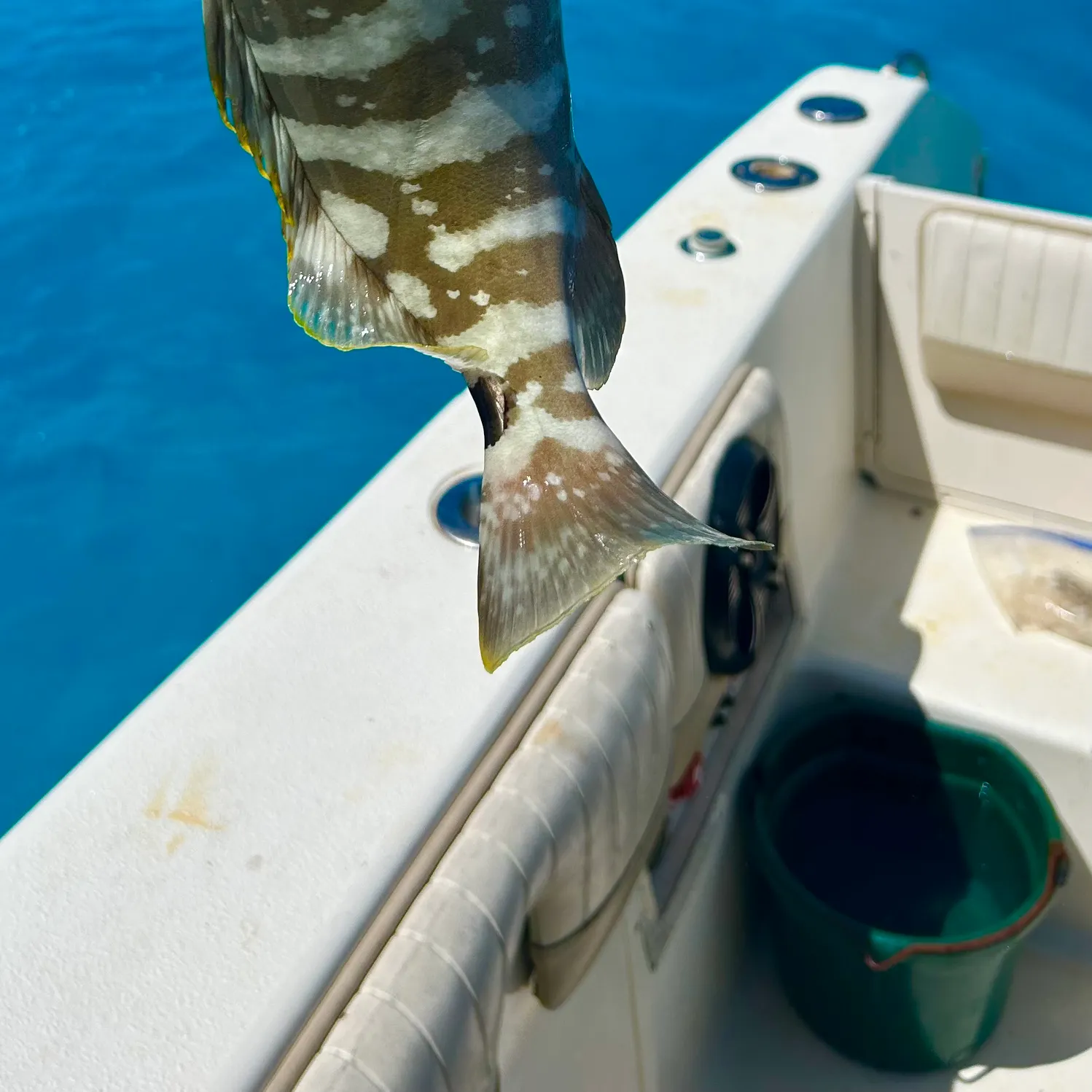 The most recent Nassau grouper catches on Fishbrain