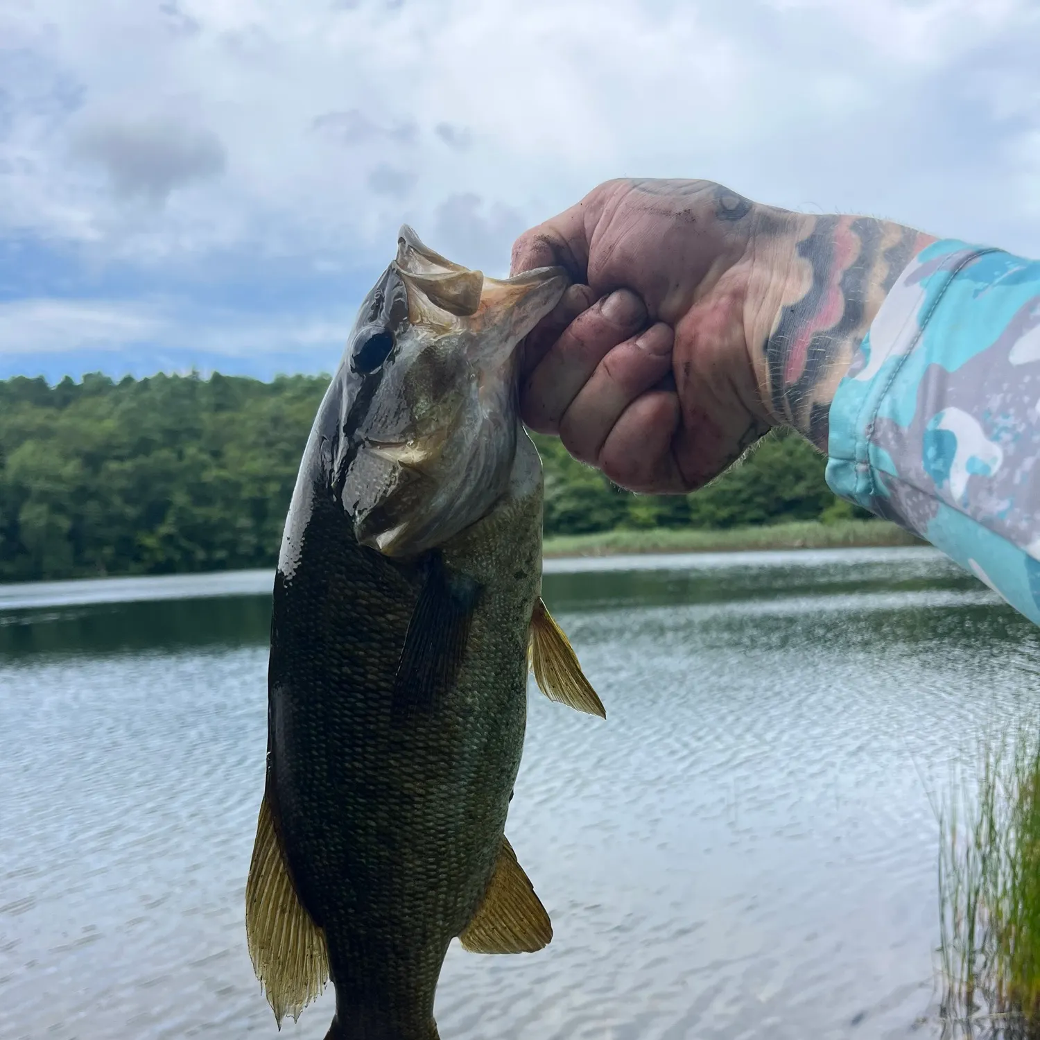 Smallmouth bass caught on Fishbrain