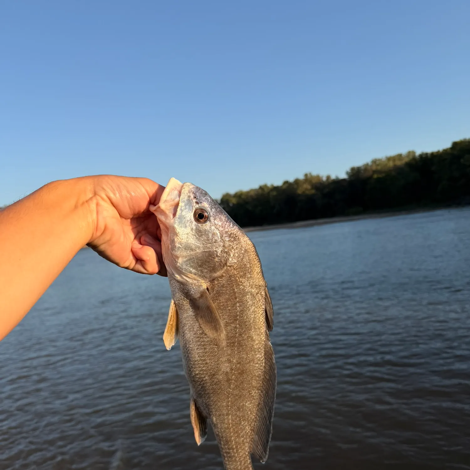 Freshwater drum caught on Fishbrain