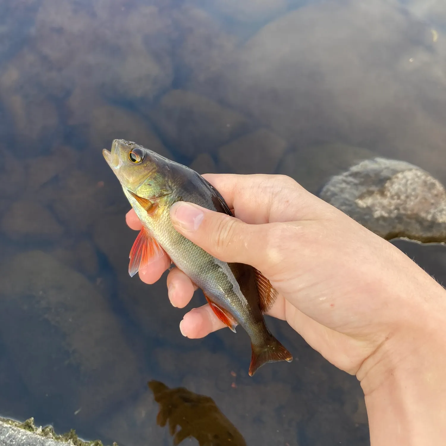 European perch caught on Fishbrain