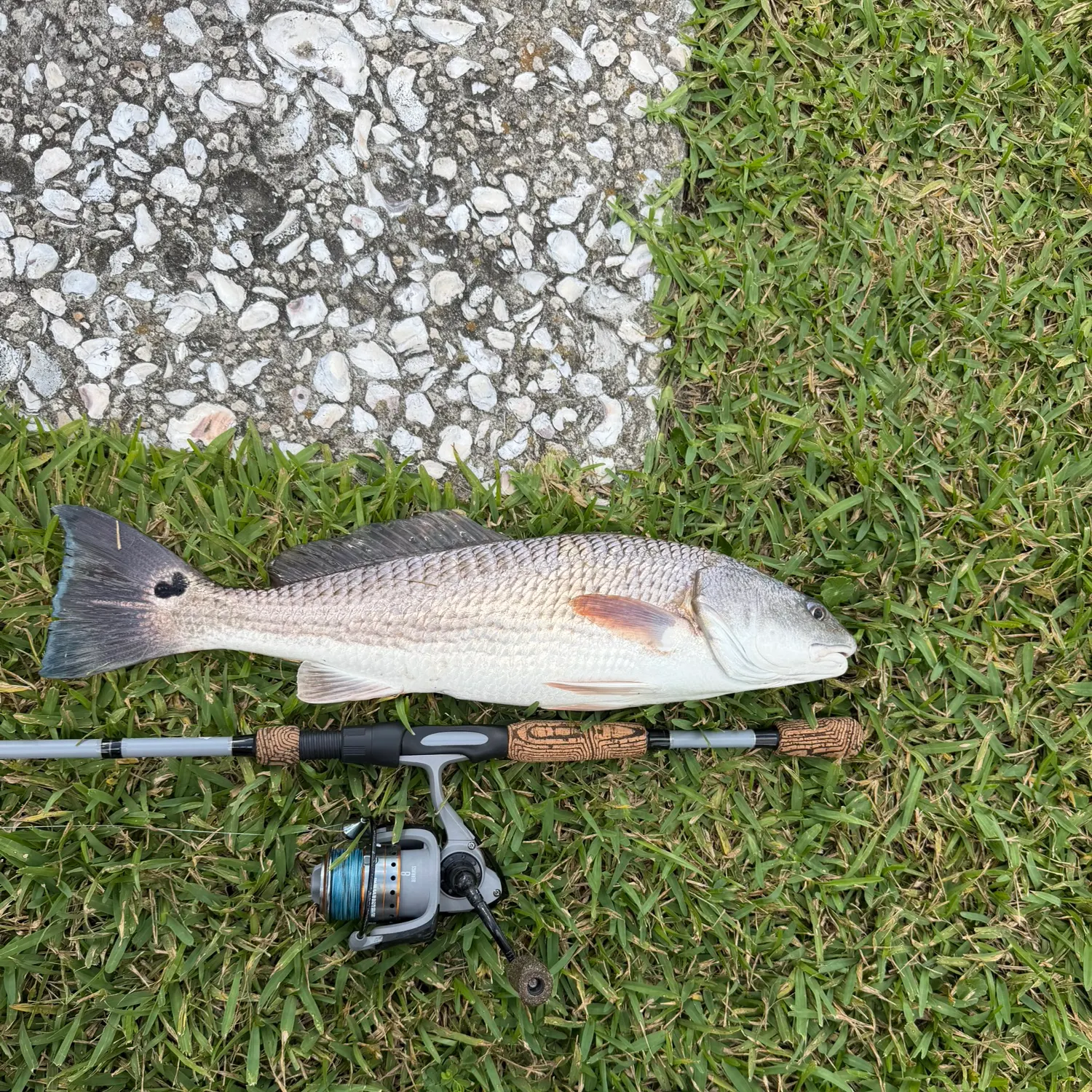 Red drum caught on Fishbrain