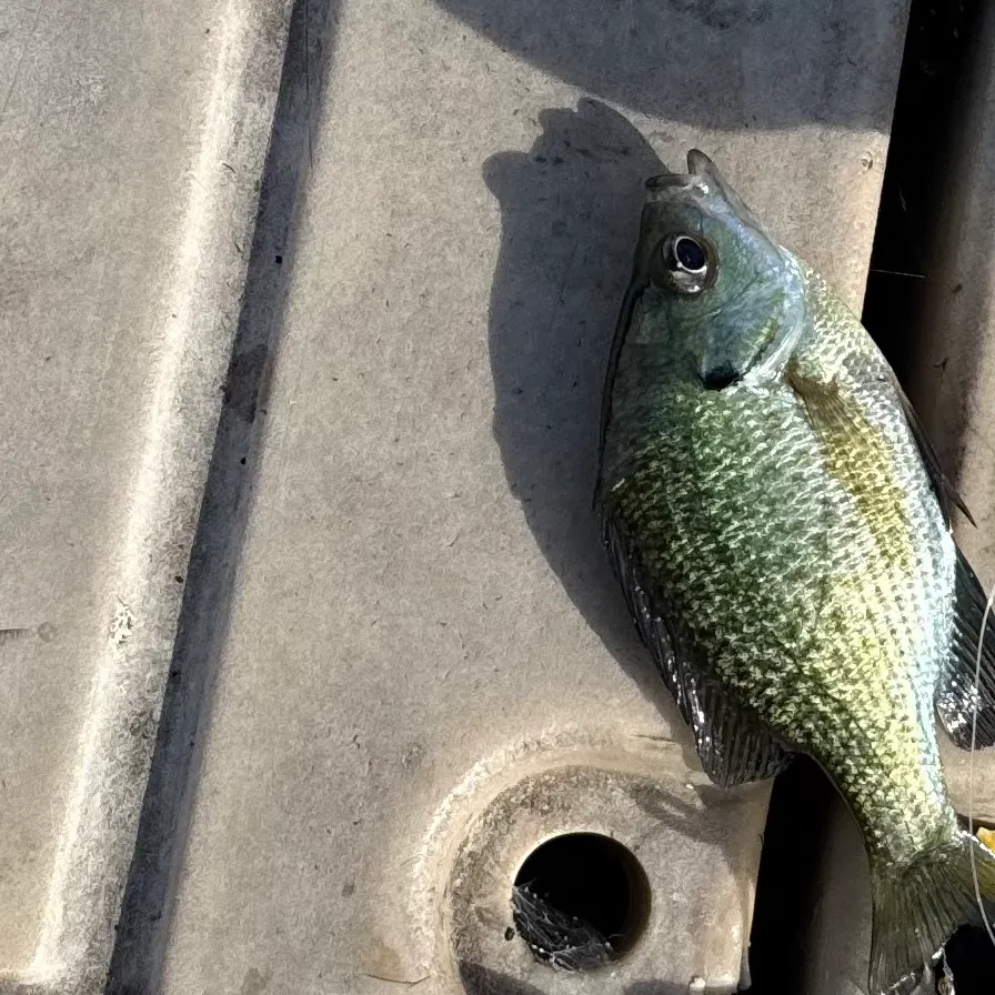 Bluegill caught on Fishbrain
