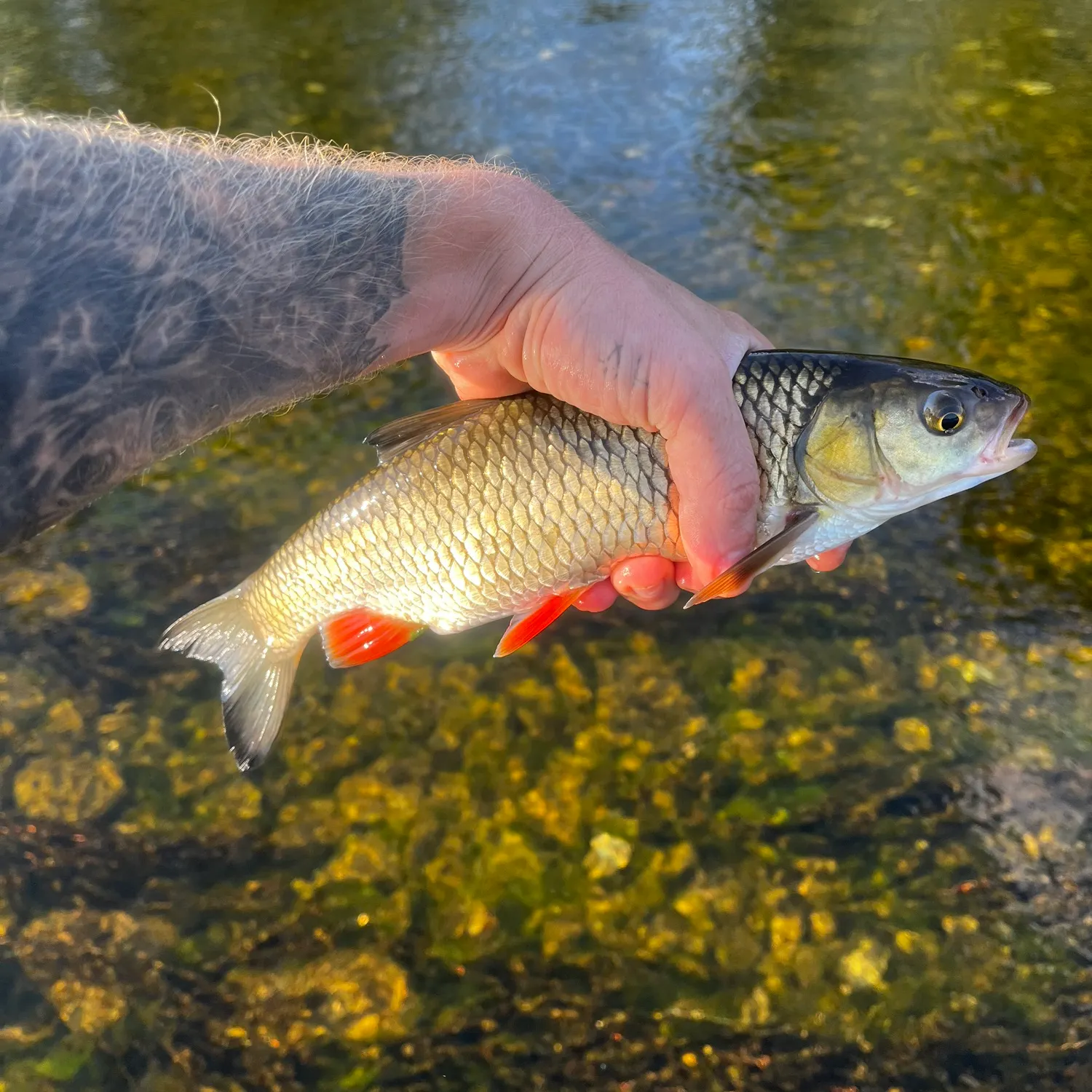 European chub caught on Fishbrain