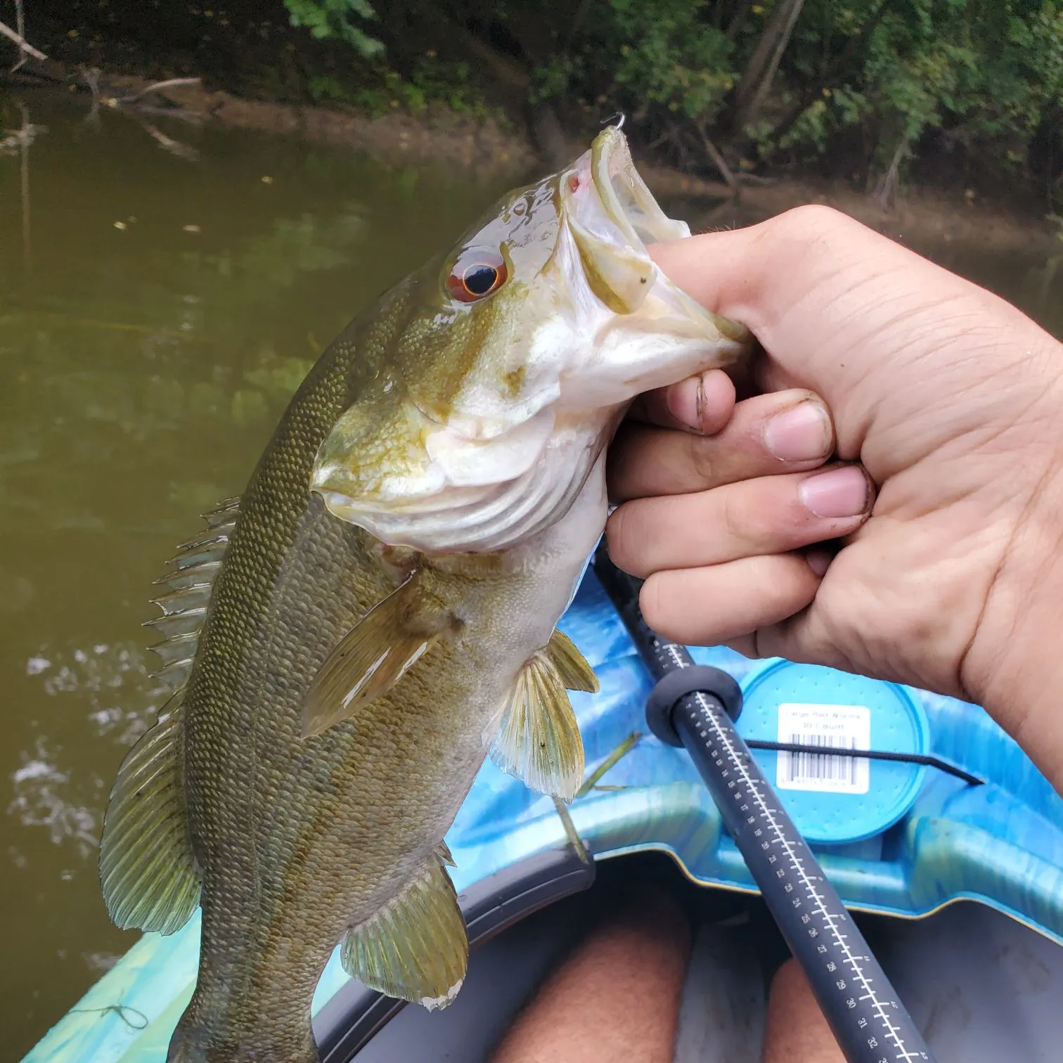 Fish caught on Fishbrain