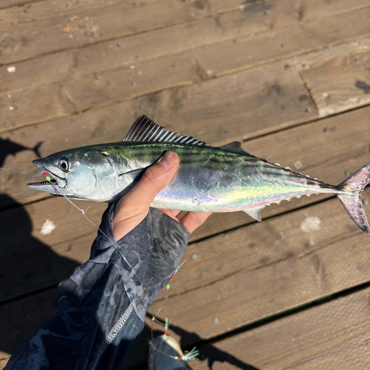 Pacific bonito caught on Fishbrain