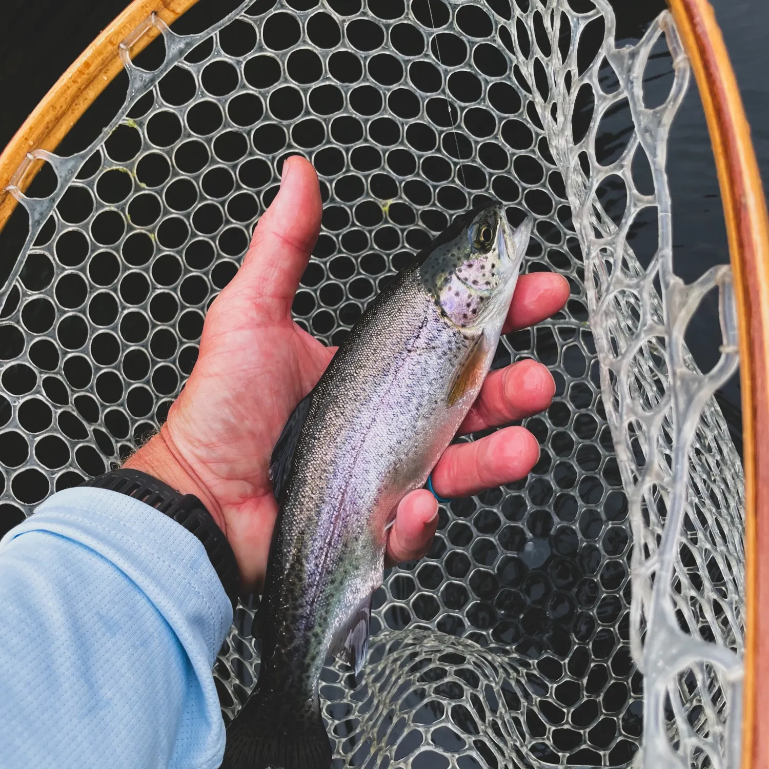 Rainbow trout caught on Fishbrain