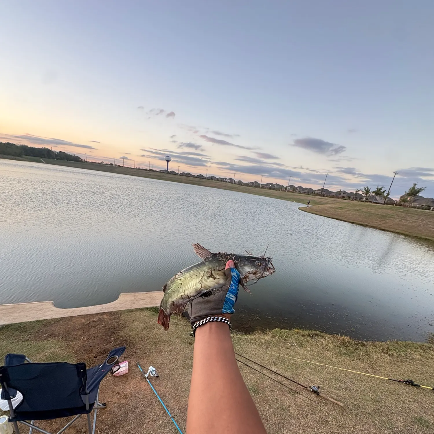 Black bullhead caught on Fishbrain