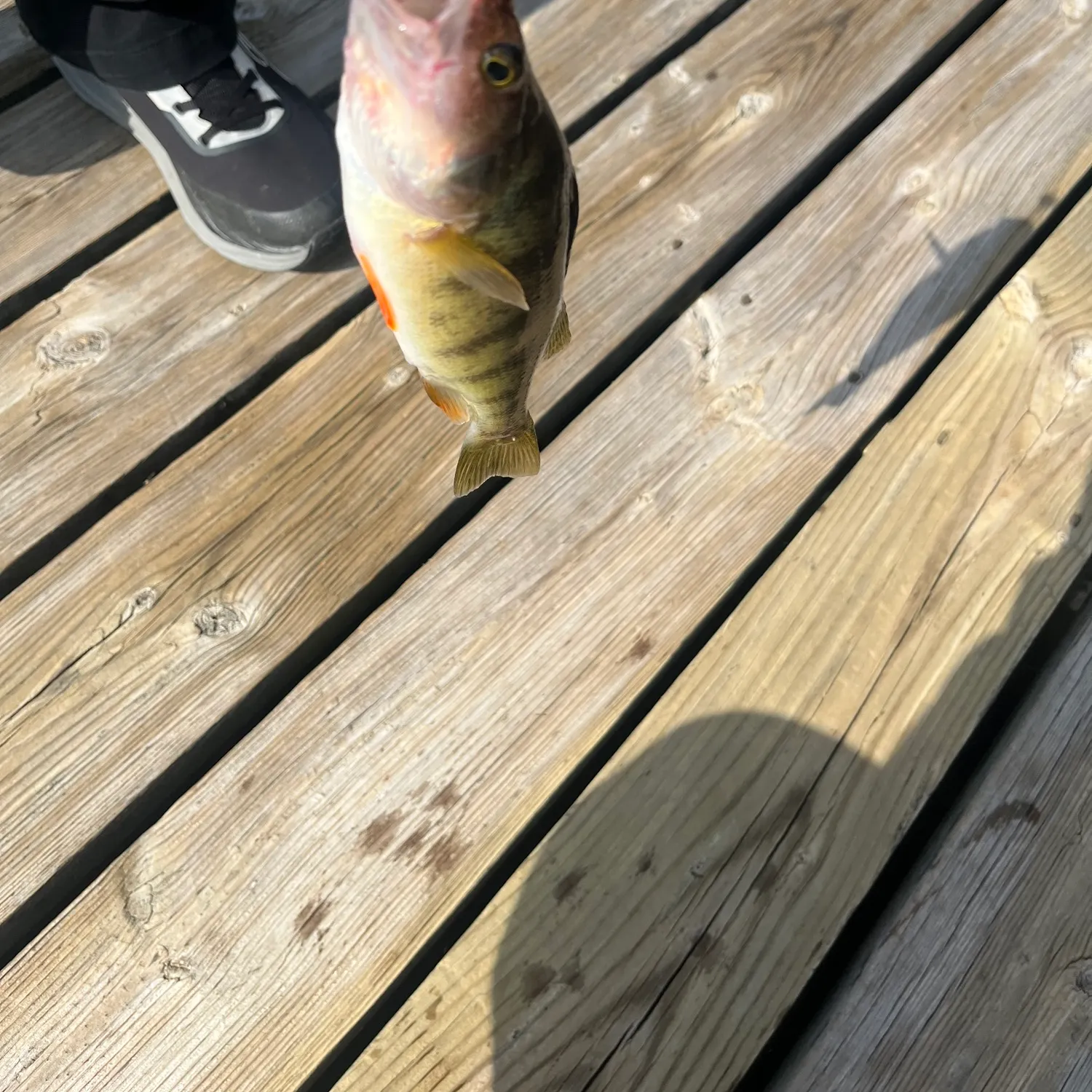 Yellow perch caught on Fishbrain