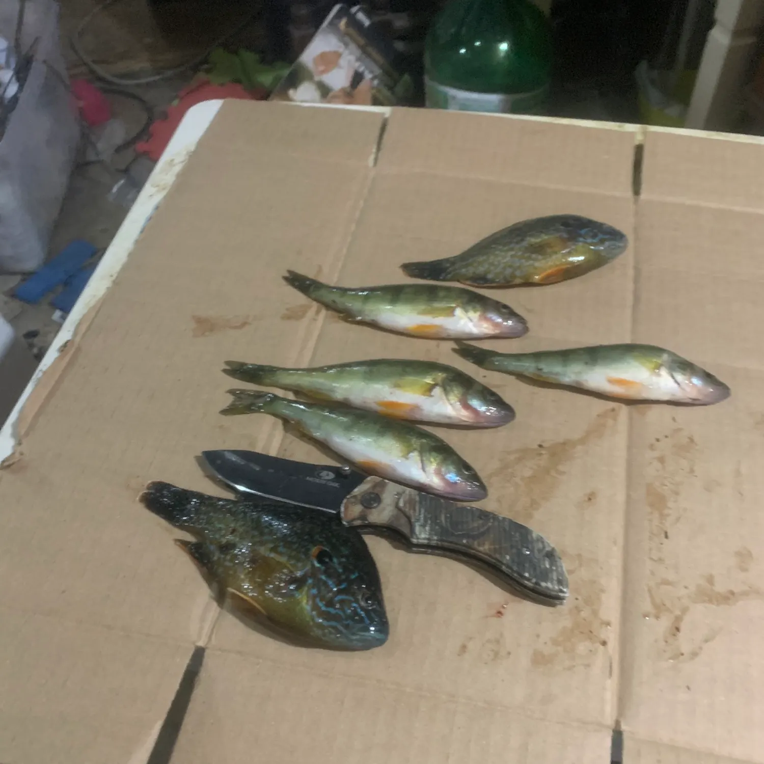 recently logged catches