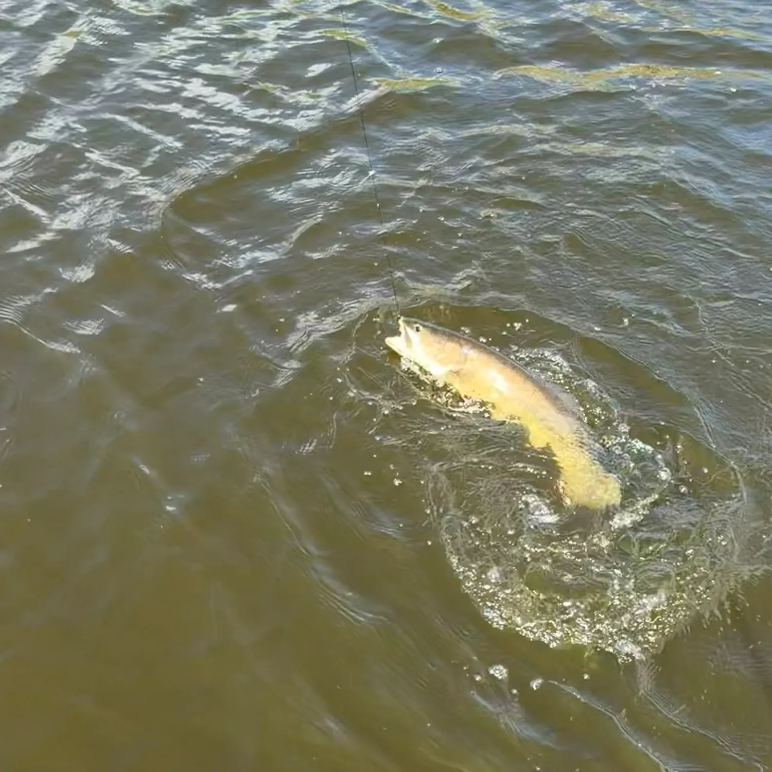 The most recent Ruddy bowfin catches on Fishbrain