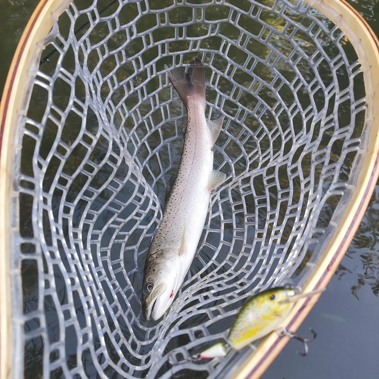 The most recent Huchen catches on Fishbrain