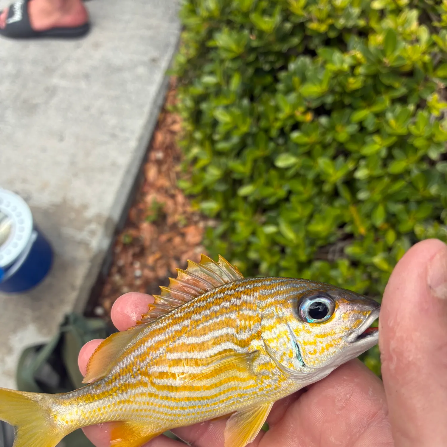 The most recent Red hind grouper catches on Fishbrain